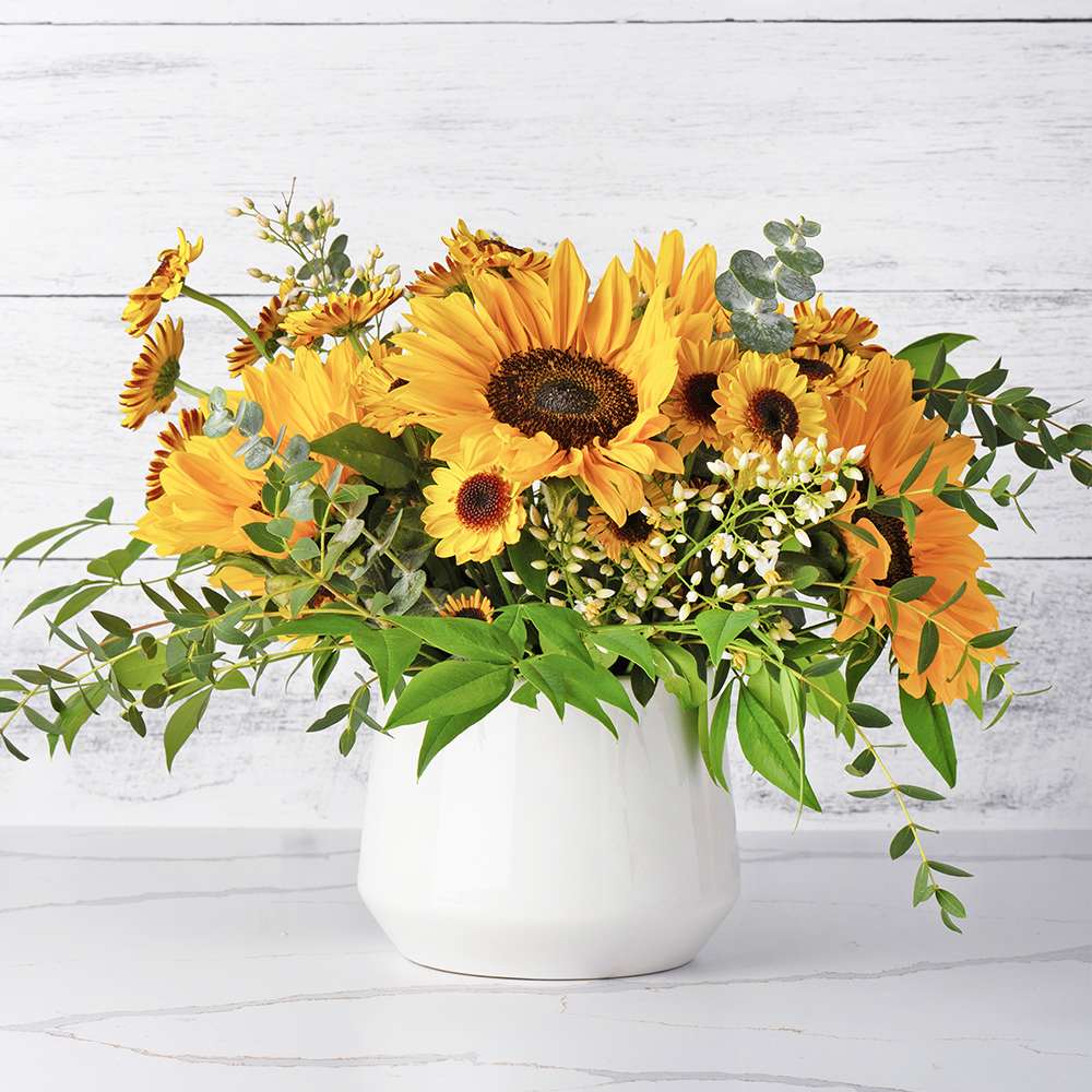 Golden Fields Sunflower Floral Bouquet Golden Fields Sunflower Floral Bouquet - A radiant floral arrangement that captures the warmth and beauty of a sunlit meadow. This stunning bouquet features vibrant sunflowers, each one exuding the essence of sunny days and cheerful moments. Complementing these bright blooms are delicate pom daisy mums, adding layers of texture and charm. Accented with pristine white filler flowers and lush greenery, the arrangement comes beautifully displayed in an elegant white ceramic vase. The "Golden Fields" bouquet is perfect for brightening any space and bringing a touch of nature's splendor indoors. Ideal for any occasion, this arrangement is a heartfelt way to share joy and positivity. Contents: white ceramic vase, sunflowers, pom daisy mums, white filler flowers, greenery