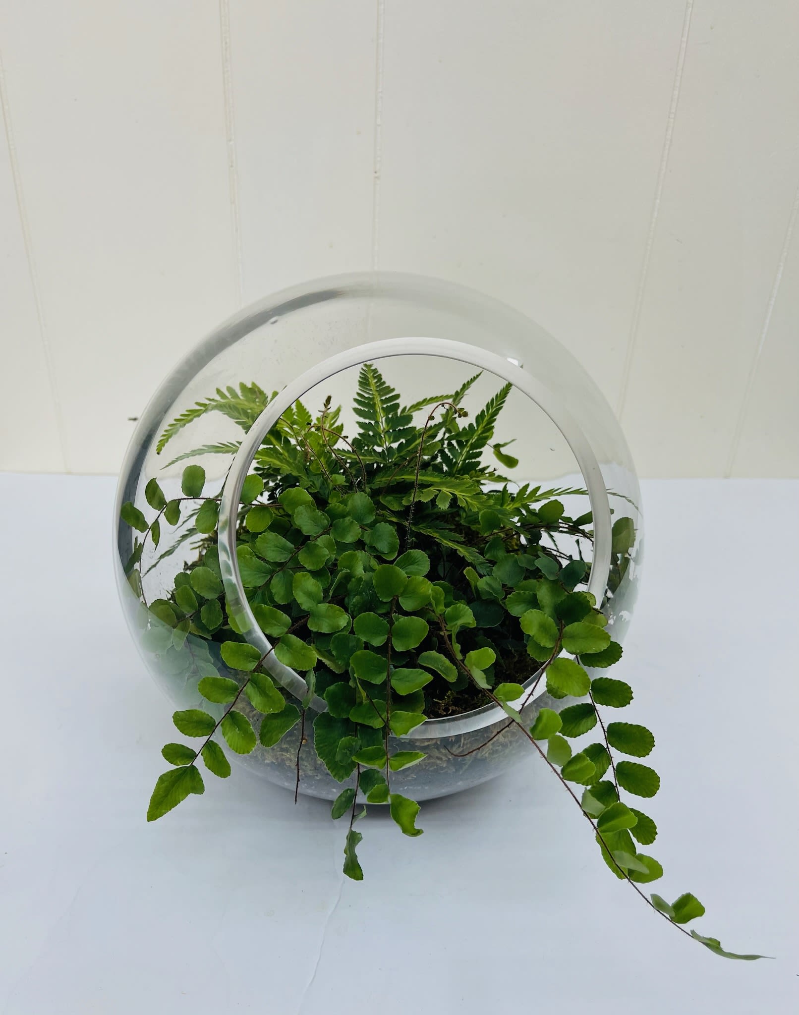 Terrarium - Garden Terrarium under Glass 