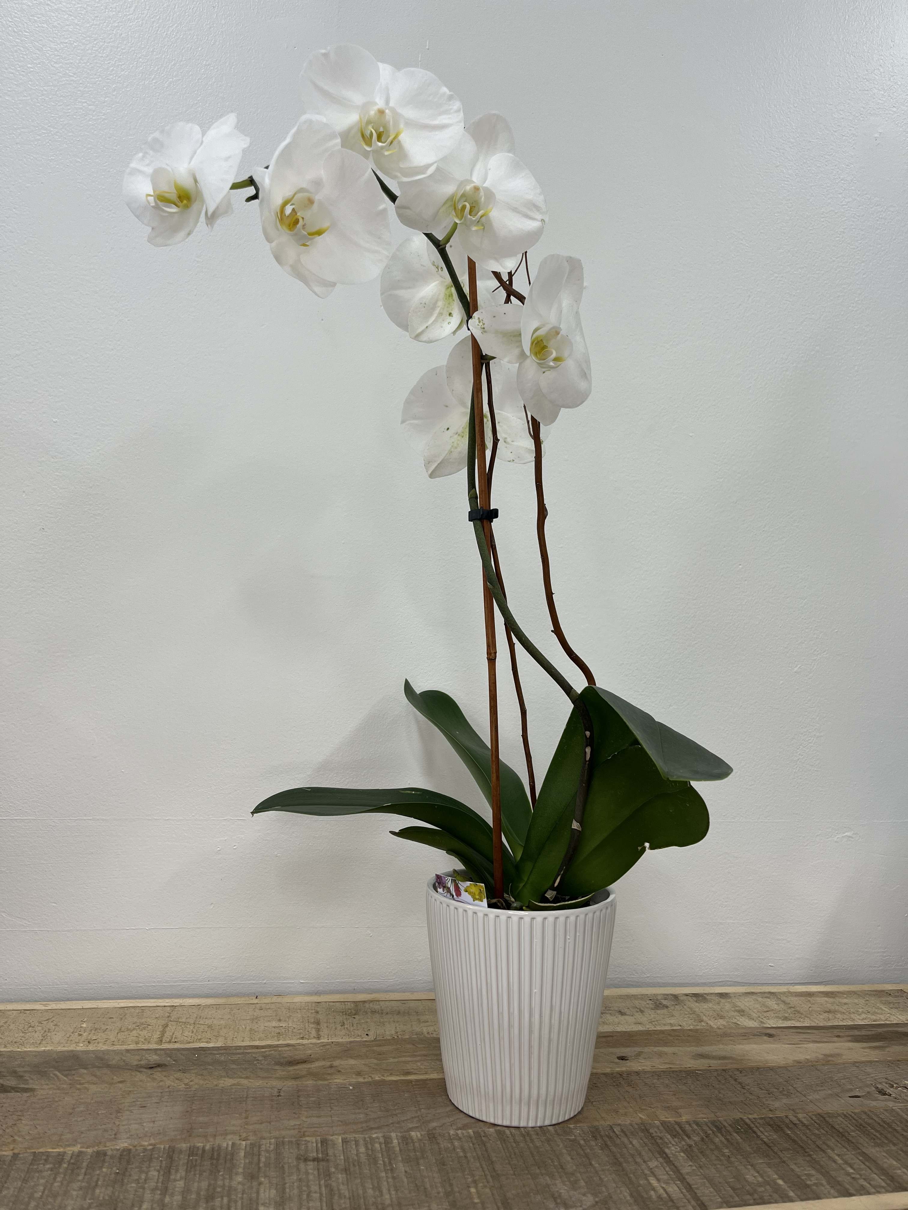 Orchids - Orchards are an elegant flowering plant known further stunning and fragrant blooms each flower typically features three petals and three seals with one pedal, forming a unique clip available in a wide range of colors and sizes. Orchids thrive in welded human environments perfect for adding a touch of beauty and space. 