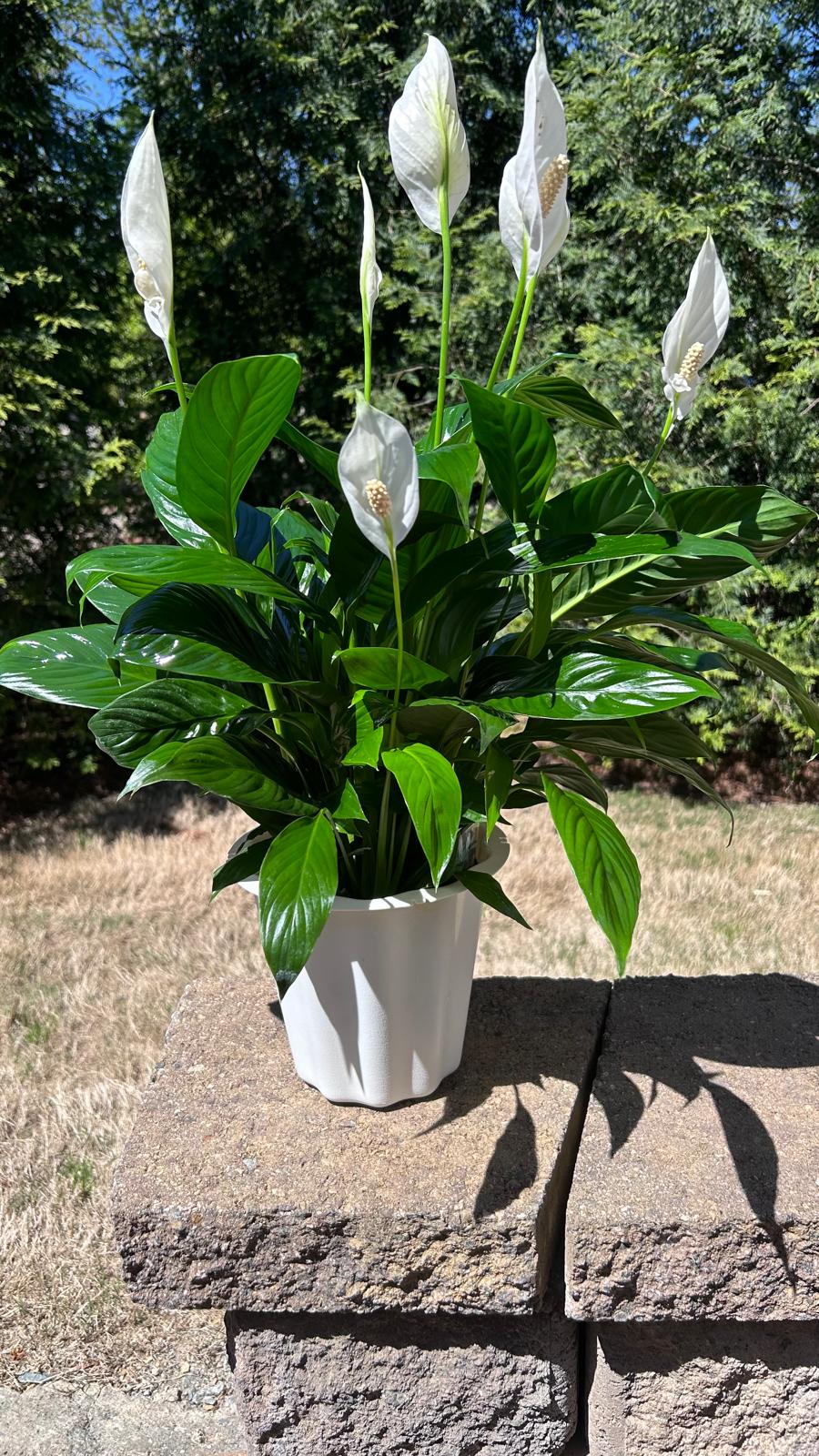 Spathiphyllum (Peace Lily) Plant  - Send your deepest condolences with this Spathiphyllum (Pece Lily) Plant. Aproximately: 6-8 inches White Pot Place your Order Online Monday to Saturday before 1:00 p.m. (E.T.) for same-day delivery. “Orders received after hours will be delivered the next business day”. Check our coverage area. Occasionally, substitutions of flowers and/or containers happen due to weather, seasonality, and market conditions which may affect availability. If this is the case with the gift you’ve selected, we will ensure that the style, theme, and color scheme of your arrangement are preserved and will only substitute items of equal value or higher value.  