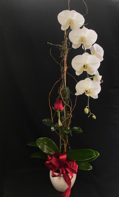 Lasting Love - Tall Premium Beautiful Phalaenopsis with rose. A lasting memory of your Valentines.