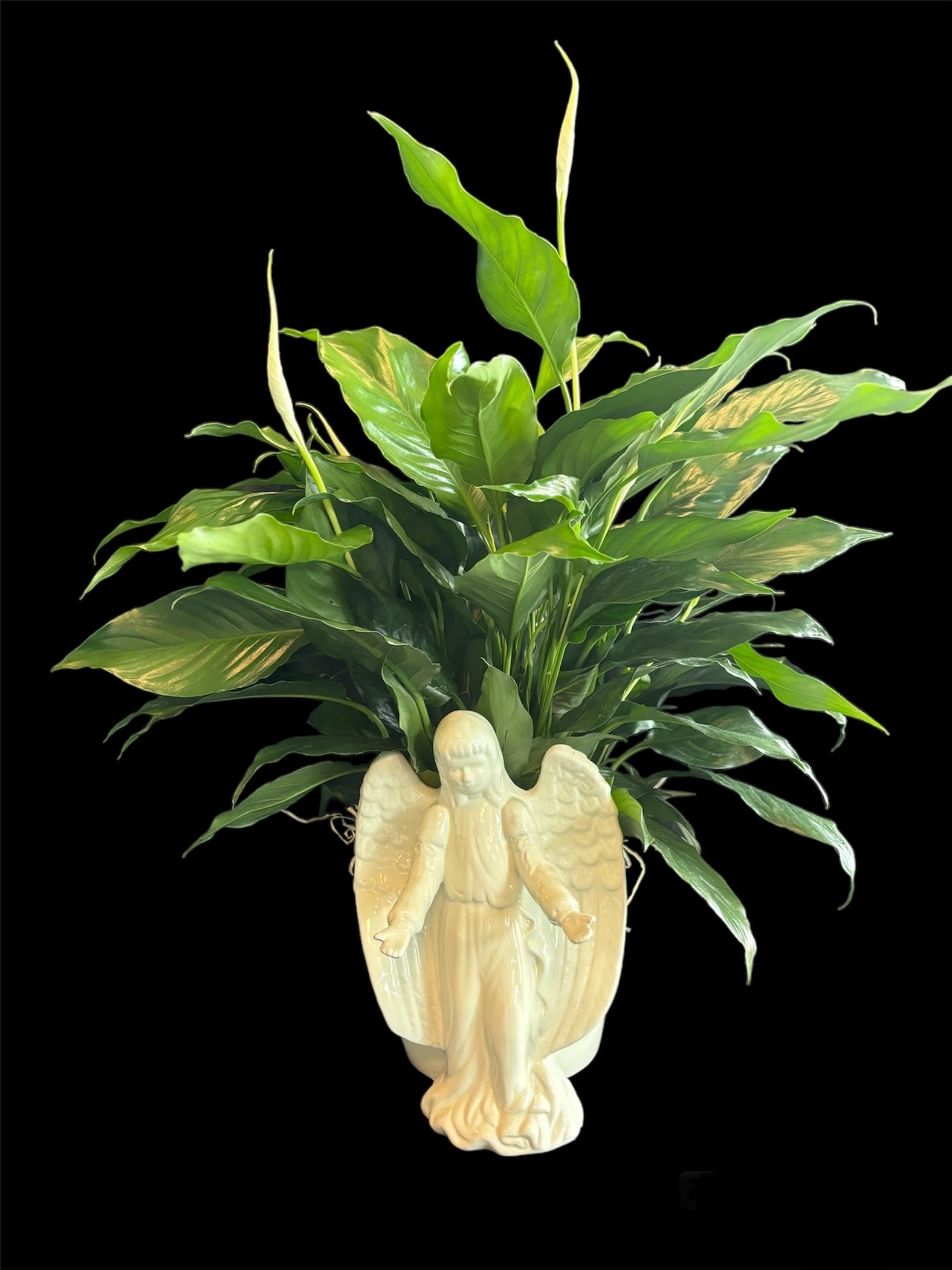 WHITE ANGEL PEACE LILY - Peace lily plant in an angel ceramic pot.