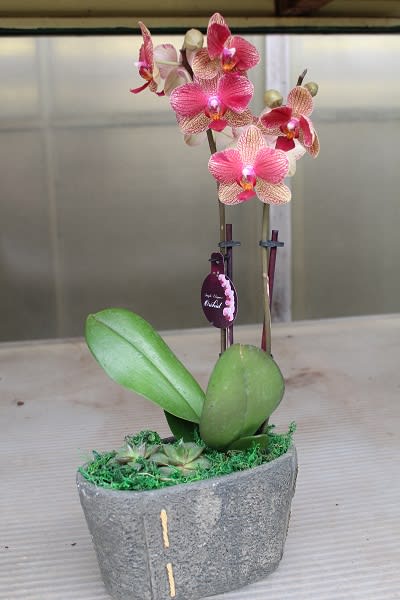Orchid and Succulent Garden Orchid and Succulent Garden - Beautiful and interesting garden. Perfect for any occassion