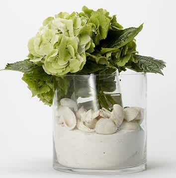 Perfectly Beachy - Seashells, white sand and Green hydrangea....takes you to the beach every time!!!