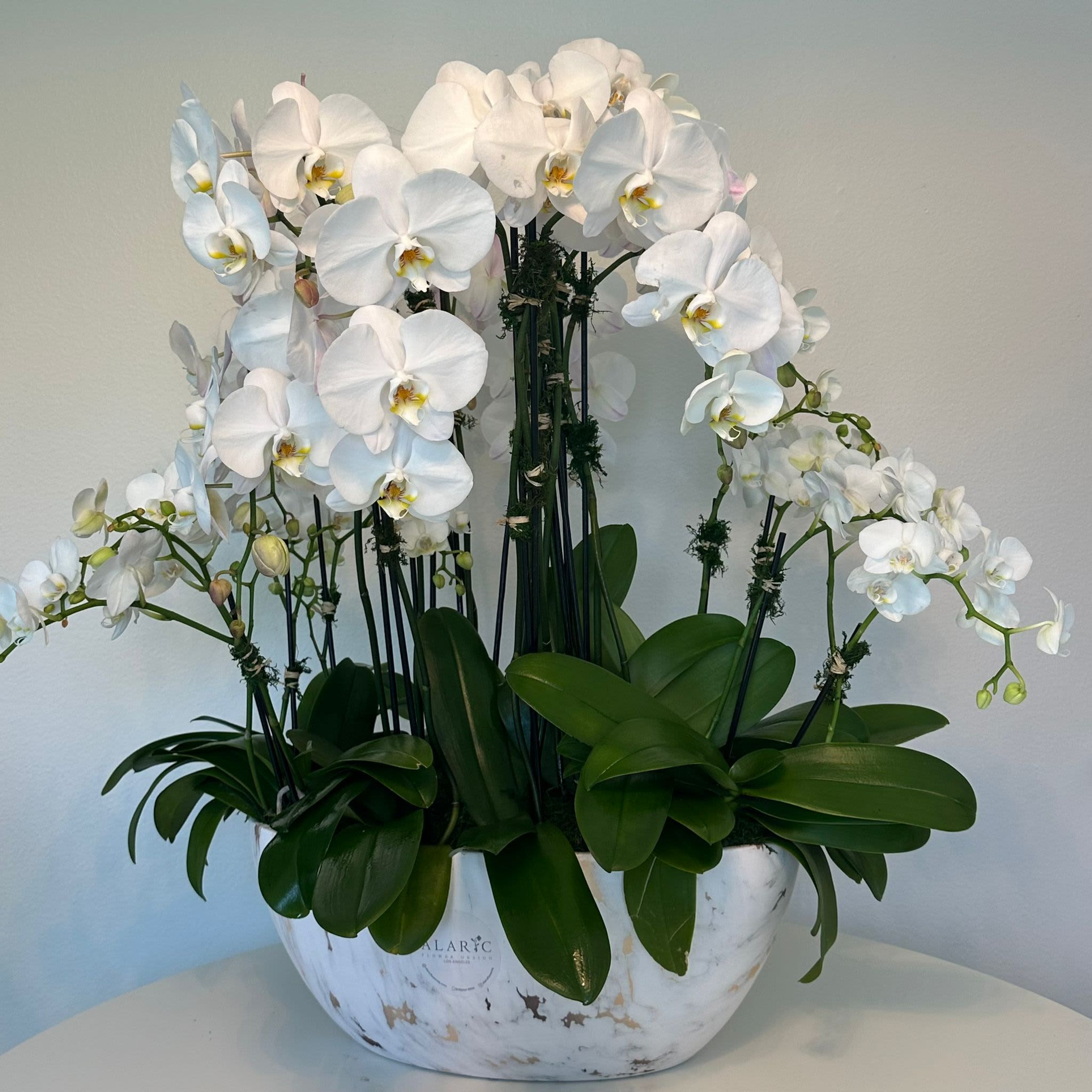Timeless Orchids - A unique and timeless selection of 10 orchids, elegantly arranged in a marble-like pot. With their long, graceful stems and symmetrical petals, these orchids add a touch of sophistication and beauty to any setting. Their distinct appearance and long-lasting blooms make them a popular choice for special occasions or as a stunning addition to home decor. Symbolizing luxury, beauty, and strength, orchids are a timeless and meaningful gift that transcends trends.  Note: Please note that the pot and stems may vary according to availability and season.