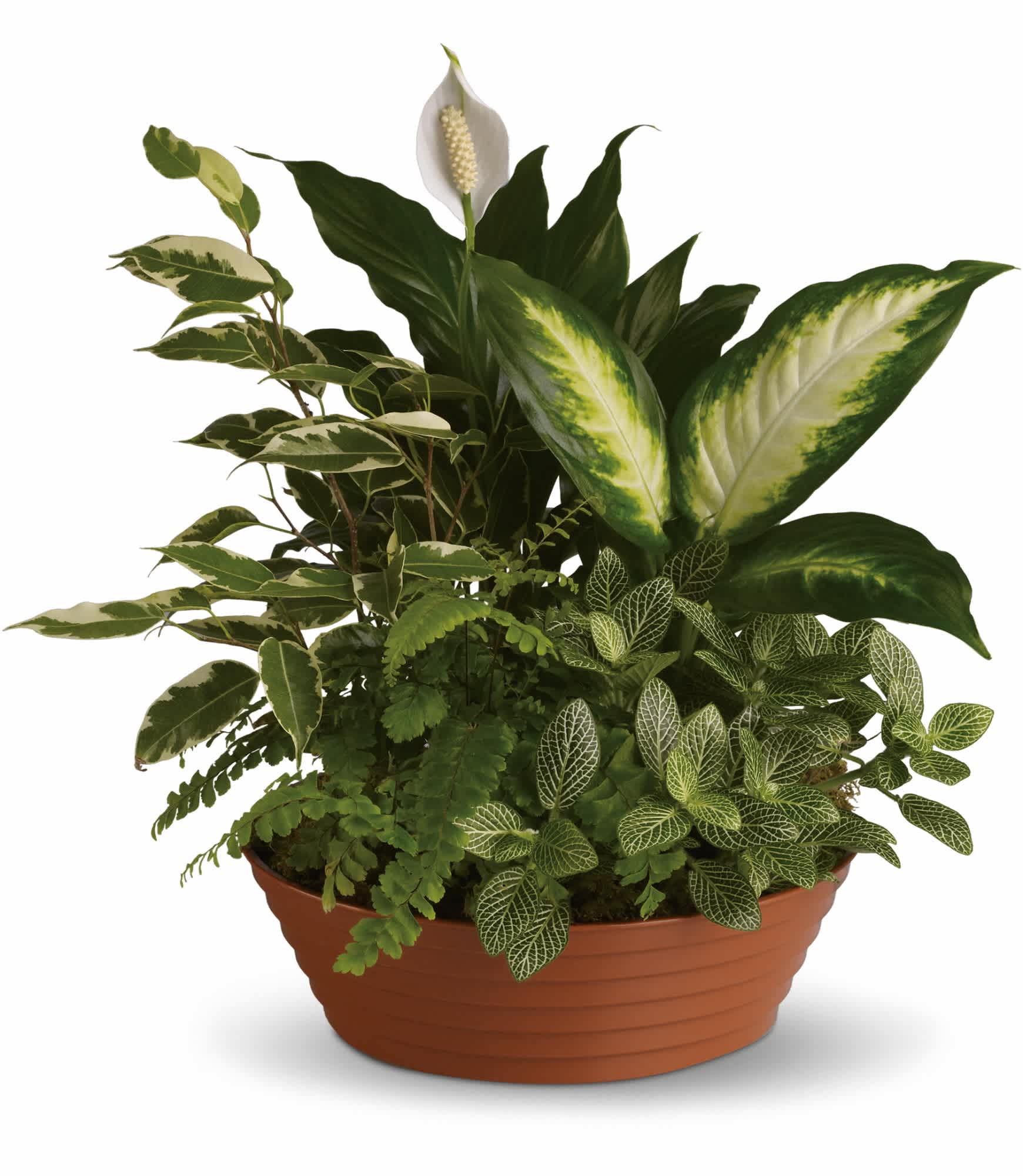 Serene Retreat - White is just right, especially when delivered in a field of green. This beautiful gift is a garden of delights. Perfectly at home inside a home or office, it's a great gift for all reasons and seasons.  A white hypoestes is joined by green dieffenbachia, spathipyhllum, ficus and Boston fern that's delivered in a beautiful plastic dish.  Approximately 14 1/2&quot; W x 15&quot; H  Orientation: All-Around  As Shown : T100-3A