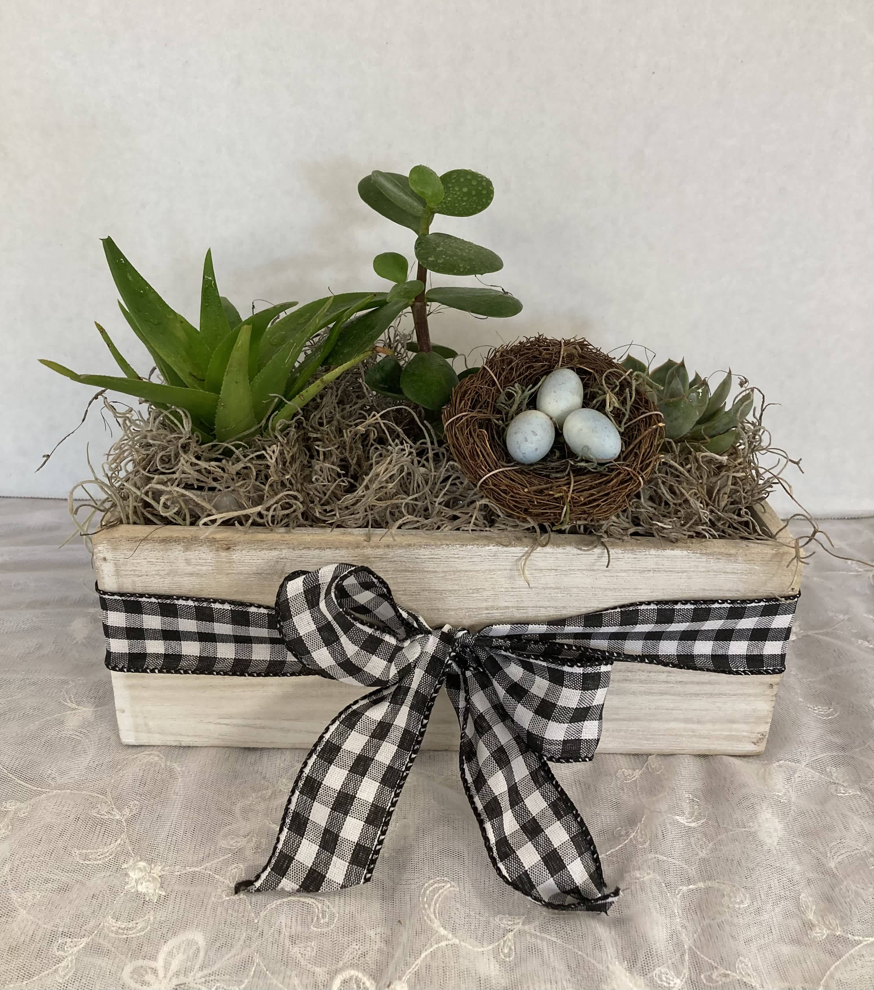 Succulent Garden by Candlelight & Roses Succulent Garden by Candlelight & Roses - Sweet Succulent garden complete with its own bird's nest. 3 succulents nestled into wooden box, decorative bow and robin's nest included. All occasion gift. Available today for delivery or pick up