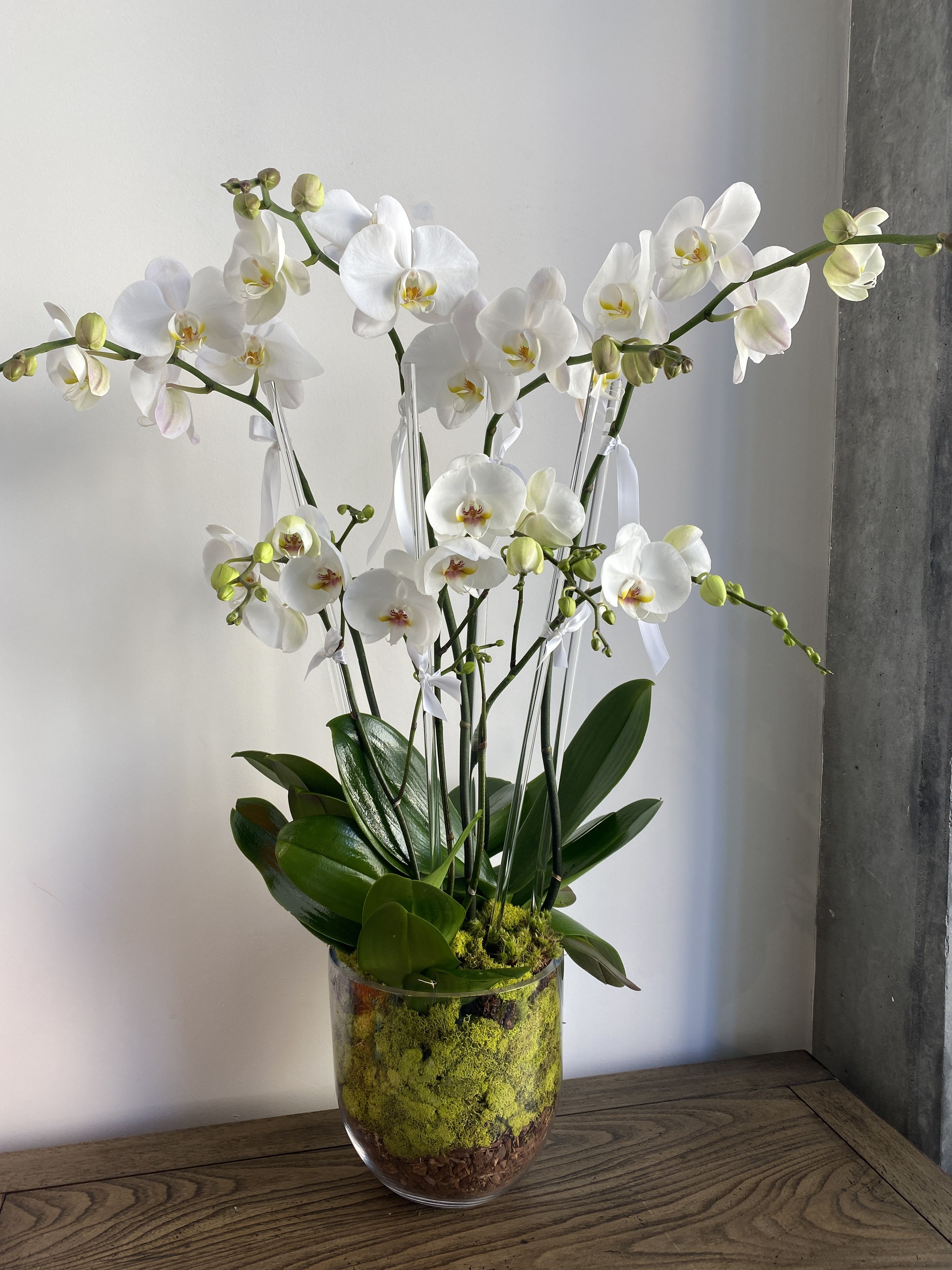 Orchid Trio - An elegant mix of 3 double stem orchids placed into a glass vase with accents of moss, bark, seed pods, and tied off with white ribbon (or color of your choice). A client favorite, and a known Monstera classic. 
