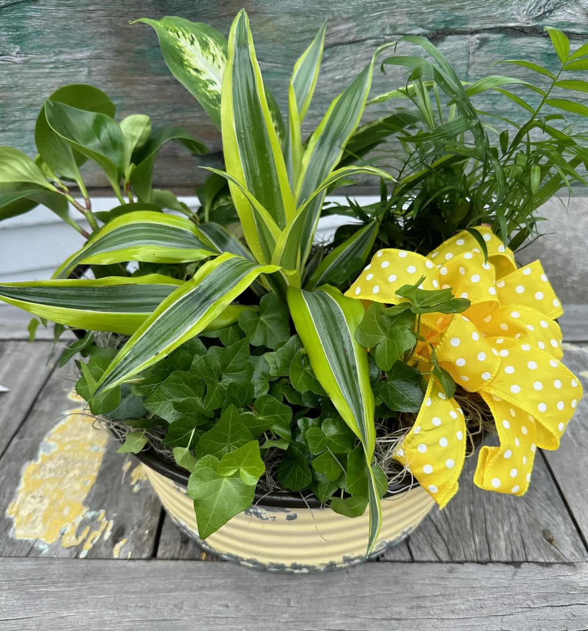 Lush Spring Ivy Garden Lush Spring Ivy Garden - Assorted green plants arranged in a ceramic container