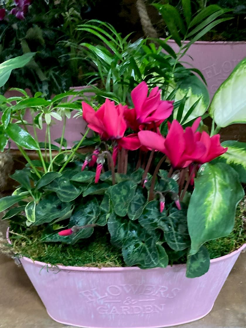 European Dish Garden European Dish Garden - This Dish Garden is made with love. It contains a Beautiful assortment of plants and a blooming plant too! Your Sweetheart will rembered they are loved for a long time with this easy to care for long lasting plant.