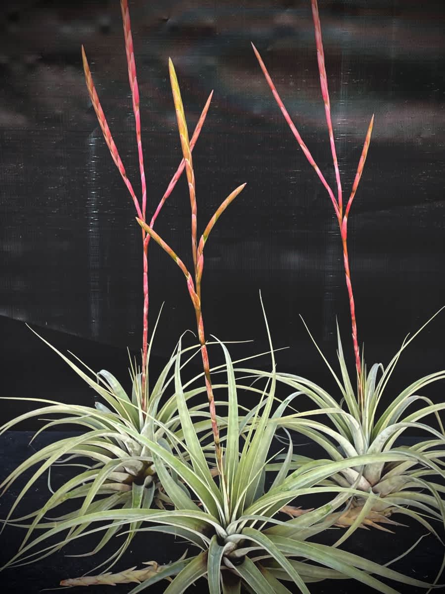 Tillandsia cereicola - *THIS ITEM IS FOR SHIPPING ONLY - PLEASE SEE SHIPPING POLICY *  Native to Ecuador &amp; Peru , this plant has stiff pale silver- green leaves that are arranged in a rosette. It produces tall branched pink colored inflorescence with tubular dark purple flowers. It would like to be grown in bright filtered light and sprayed or dunked once a week.