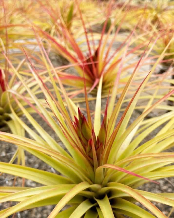 Tillandsia concolor - *THIS ITEM IS FOR SHIPPING ONLY - PLEASE SEE SHIPPING POLICY *  Tillandsia Concolor has rigid,  lemon lime leaves with a subtle red blush when grown in sunlight.  When in bloom the bracts and leaves turn red and it puts out magenta colored flowers. It is native to Mexico and likes anywhere from bright indirect light to full sun. Would recommend either watering it a couple times a week or soaking it once a week. 