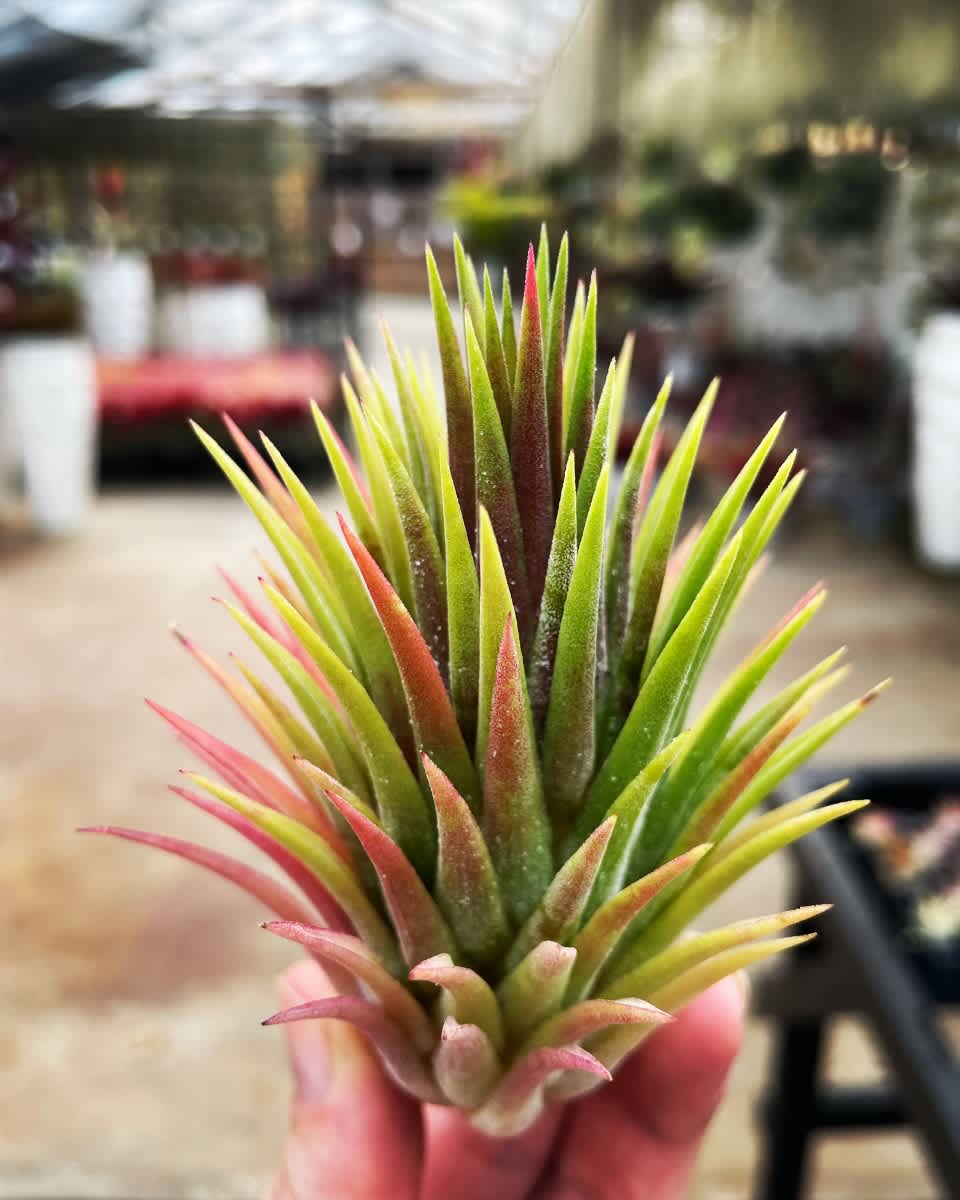 K*5様 Tillandsia ionantha Hawaiian Orange Tillandsia ionantha Hawaiian Orange – Tillandsia In Hawaii