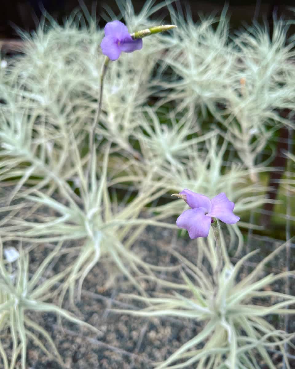 Tillandsia paleacea - *THIS ITEM IS FOR SHIPPING ONLY - PLEASE SEE SHIPPING POLICY *  Native to Colombia, Bolivia, Peru and Chile, Tillandsia paleacea is one of the more drought tolerant air plants due to its abundance of trichomes, making it great for those in drier climates. Since it’s drought tolerant it doesn’t need too much water making it a great low maintenance plant. T. paleacea can form large clumps that are very tolerant of light.  This plant can be kept in full sun with the proper amount of water. It produces multiple pups each bloom though it is slow growing. It produces a green/grey inflorescence with light purple tri-petal flowers