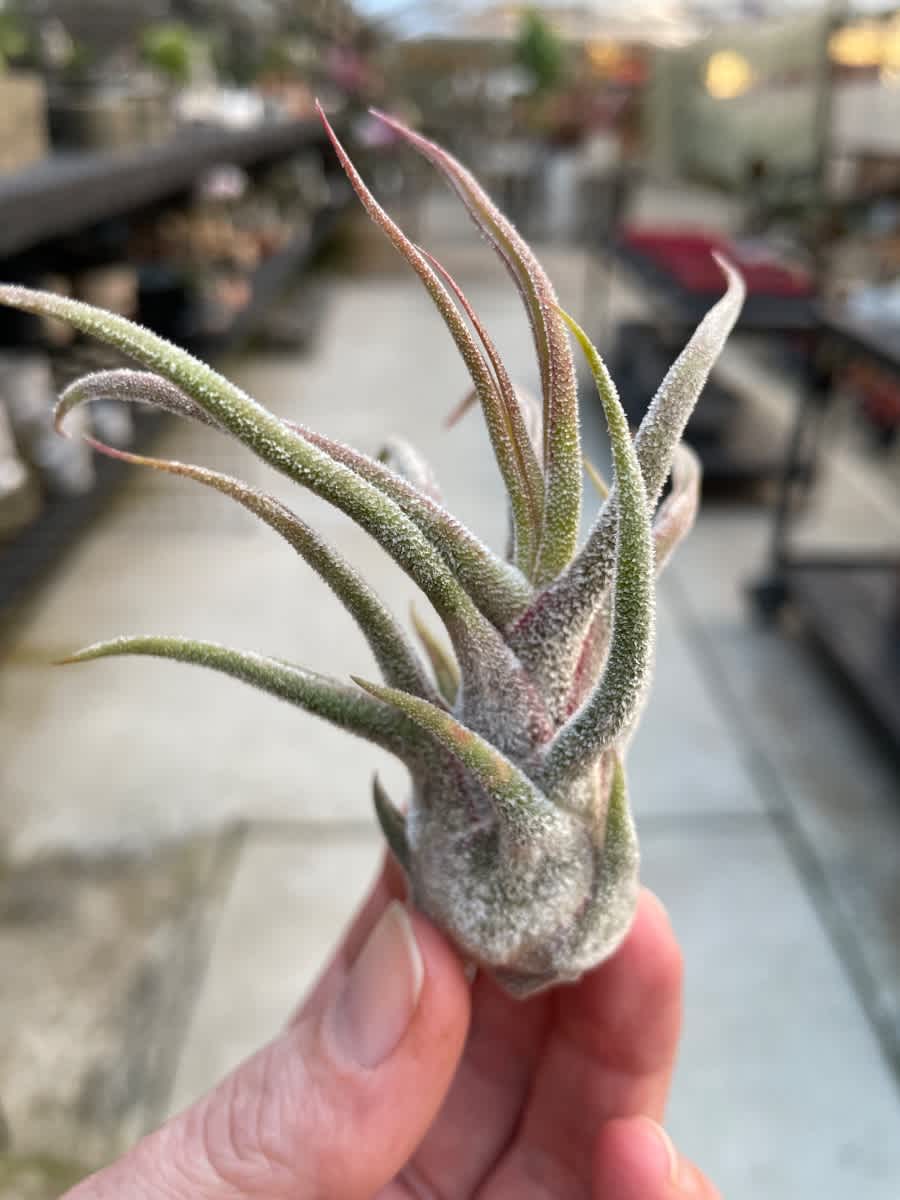 Tillandsia pruinosa Tillandsia pruinosa - *THIS ITEM IS FOR SHIPPING ONLY - PLEASE SEE SHIPPING POLICY * Tillandsia pruinosa is a beautiful species of air plant native to Florida, Central America, and South America. It has rough white trichomes all over the plant, giving it a fuzzy velvety appearance while proctecting it from the sun and facilitating the moisture absorbing process. Tillandsia pruinosa displays purple tubular flowers on a short pink stalk. These plants prefer warm to hot temperatures, humidity, and air circulation. Frequent misting several times a week is necessary and it would prefer to be grown in bright indirect light.