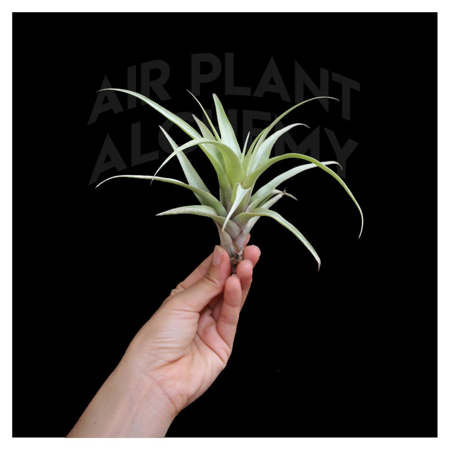 Tillandsia Secunda - *THIS ITEM IS FOR SHIPPING ONLY - PLEASE SEE SHIPPING POLICY *  Tillandsia secunda is a proliferating variety native to Ecuador. A large growing plant with silvery-green leaves in an upright rosette, which when in bloom produces its offsets on its inflorescence. The inflorescence is tall and branched, up to 3 feet or so and the offsets are produced at almost every internode as well as at the base of the plant. The bract is usually bright red in color while the flower is a dark purple. In nature it grows on the ground on rocky slopes in full sun. Popular with collectors, it is usually grown potted to gain size and vigor. T. secunda likes moderate water and bright indirect light. It would also like a good amount of air flow.