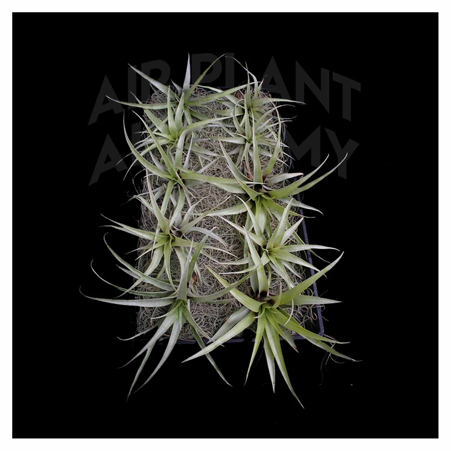 Tillandsia Secunda Specimen - *THIS ITEM IS FOR SHIPPING ONLY - PLEASE SEE SHIPPING POLICY *  Tillandsia secunda is a proliferating variety native to Ecuador. A large growing plant with silvery-green leaves in an upright rosette, which when in bloom produces its offsets on its inflorescence. The inflorescence is tall and branched, up to 3 feet or so and the offsets are produced at almost every internode as well as at the base of the plant. The bract is usually bright red in color while the flower is a dark purple. In nature it grows on the ground on rocky slopes in full sun. Popular with collectors, it is usually grown potted to gain size and vigor. T. secunda likes moderate water and bright indirect light. It would also like a good amount of air flow.