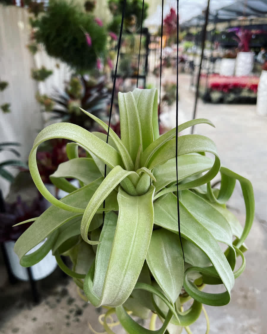 Tillandsia streptophylla - *THIS ITEM IS FOR SHIPPING ONLY - PLEASE SEE SHIPPING POLICY *  Native to Yucatán Mexico and Guatemala, Tillandsia streptophylla are curly, irregular tillandsia with thick, pastel-green leaves.  The name &quot;streptophylla&quot; means &quot;with twisted leaves,&quot; and this unique and curly species is considered to be a xeric Tillandsia, meaning it thrives in drier conditions. When the leaves are more dehydrated, they curl up into tight ringlets. When in bloom this beauty grows a gorgeous, light purple inflorescence that is frosted with trichomes. Because this plant is xeric it can tolerate less frequent watering. Likes bright filtered light and will get some blushing on the foliage in brighter light. It is a warm grower and prefers to be 50 degrees Fahrenheit or warmer.