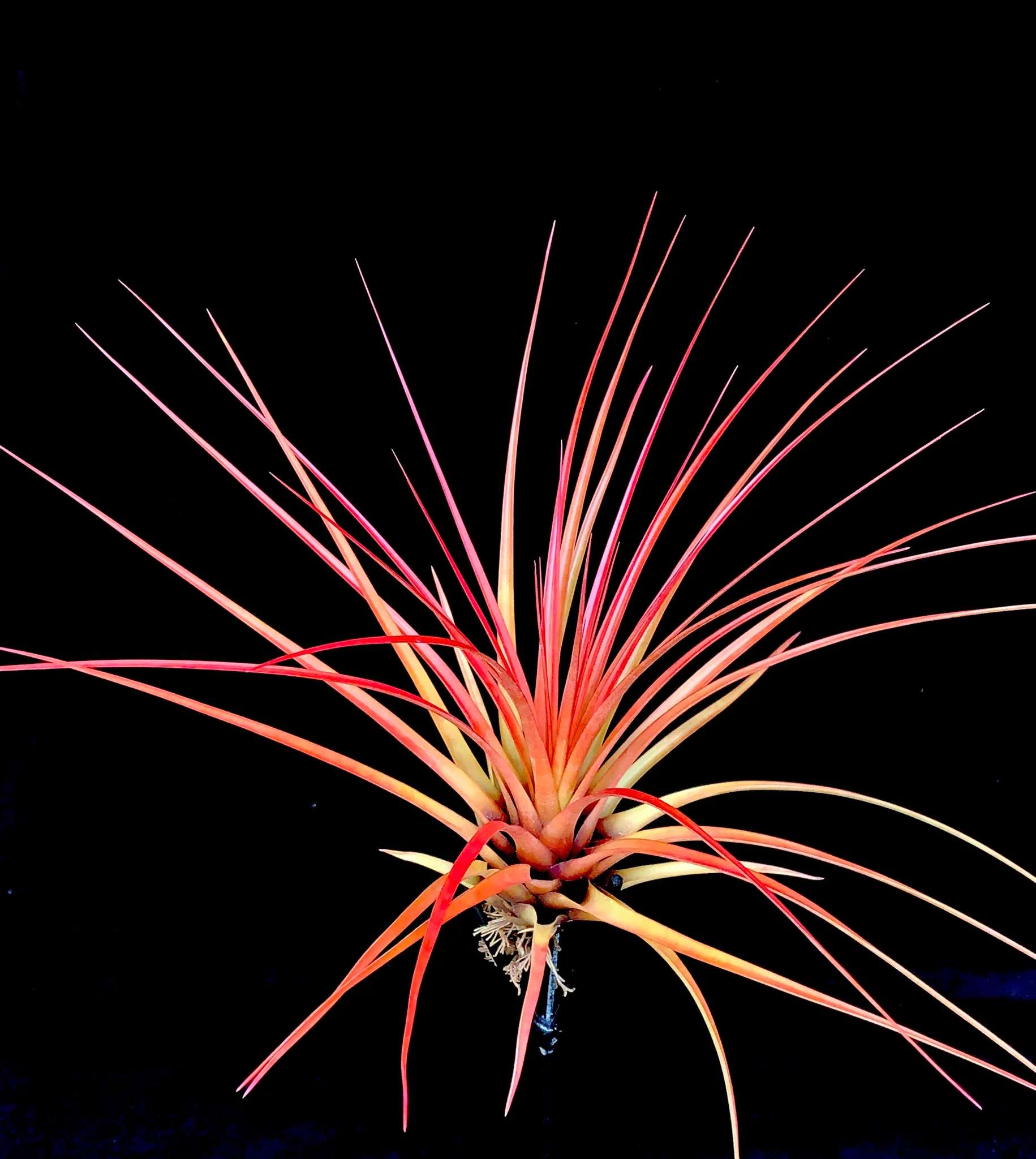 Tillandsia Tricolor Orange - *THIS ITEM IS FOR SHIPPING ONLY - PLEASE SEE SHIPPING POLICY *  Size shown is Medium