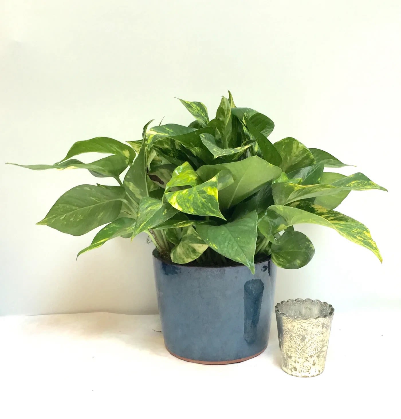 Pothos - This easy care plant is perfect for any home.  Does well in low light or office situations, requires very little care and water.  In a ceramic container  HFS 201608-23
