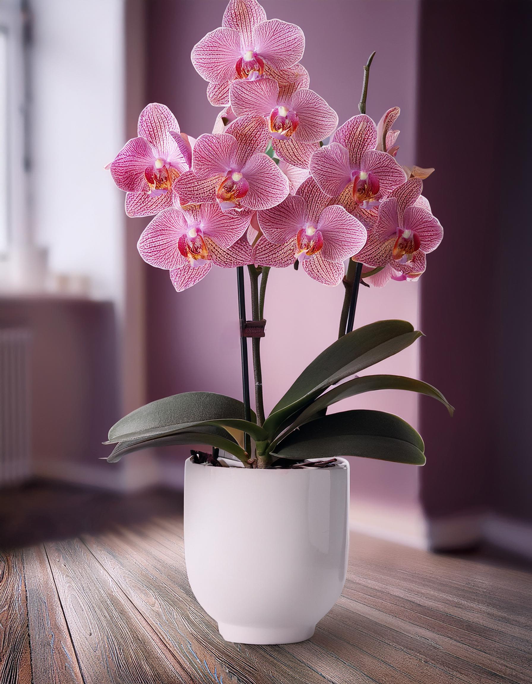 Orchid Kisses Orchid Kisses - This stunning arrangement showcases delicate baby pink phalaenopsis orchids, with their elegant butterfly-like blooms representing innocence and pure love.Housed in a chic vase, this orchid arrangement makes a perfect gift for a friend, colleague, or a lovely addition to your own space.