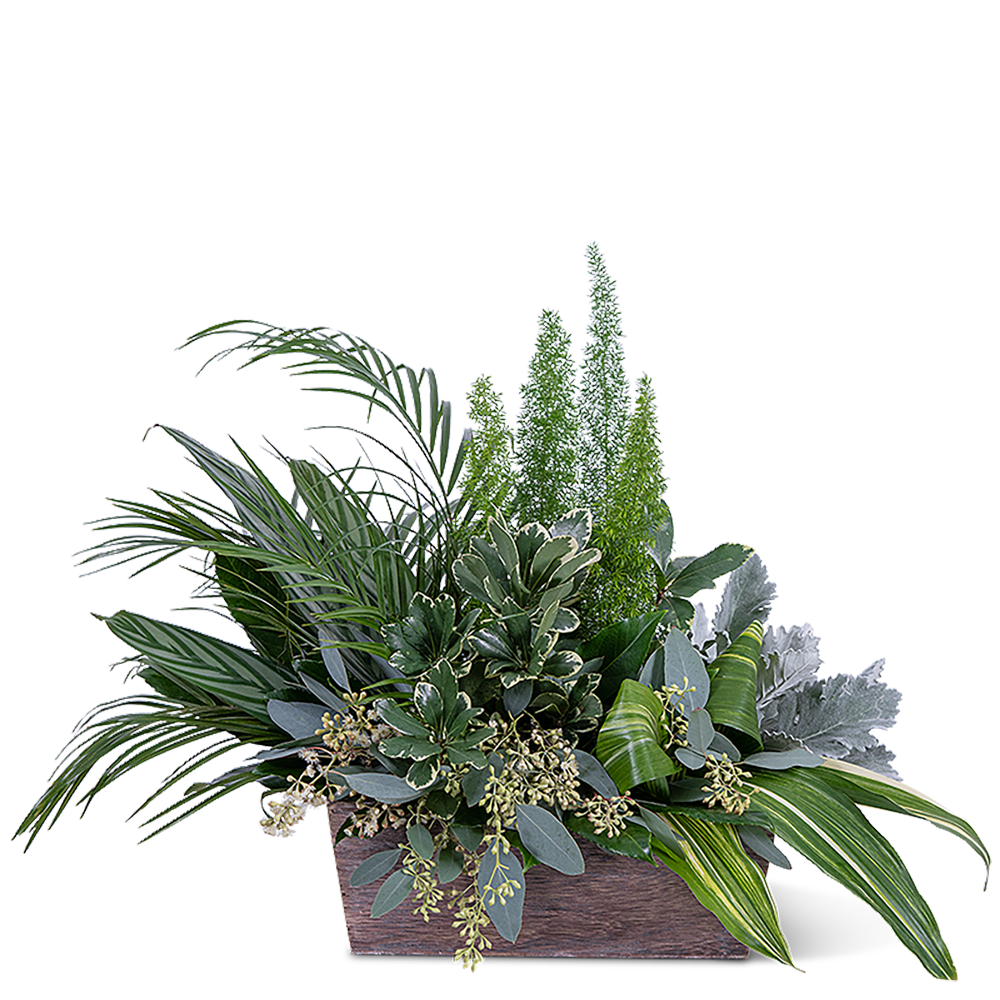 Verdant Love Verdant Love - Our Verdant Love design is simply stunning and a shop favorite, with Aspidistra, Aralia Fatsia, Foxtail Fern, Emerald, and other long-lasting premium foliage in a natural-looking wood box. It is the perfect design for any occasion or season and will add texture and warmth to your home or event.