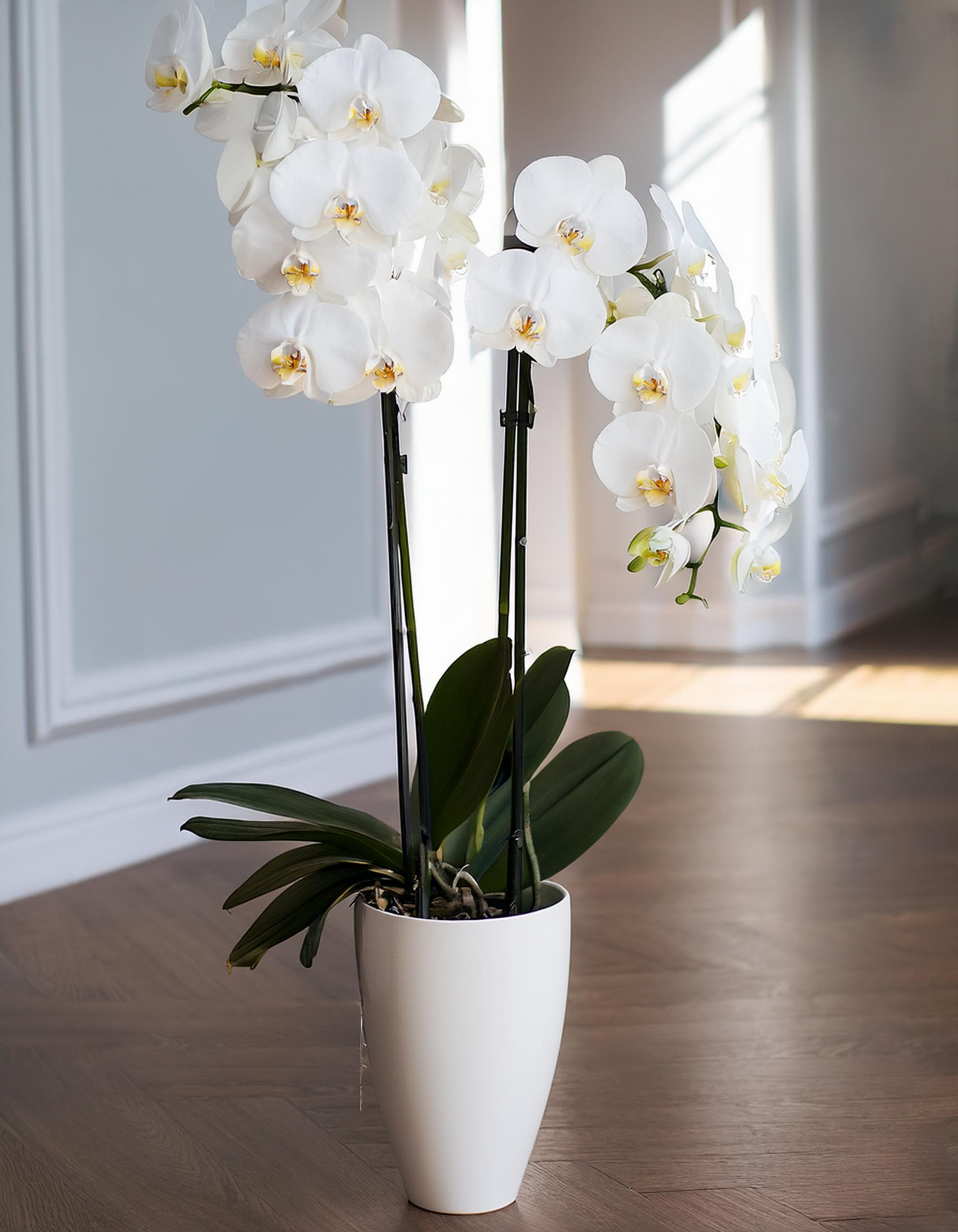 Forever Yours Orchid Forever Yours Orchid - This elegant orchid arrangement showcases a cluster of pristine white phalaenopsis orchids, symbolizing purity and innocence. Nestled in a chic vase, this arrangement is a perfect gift for a friend, colleague, or a charming addition to your own space.