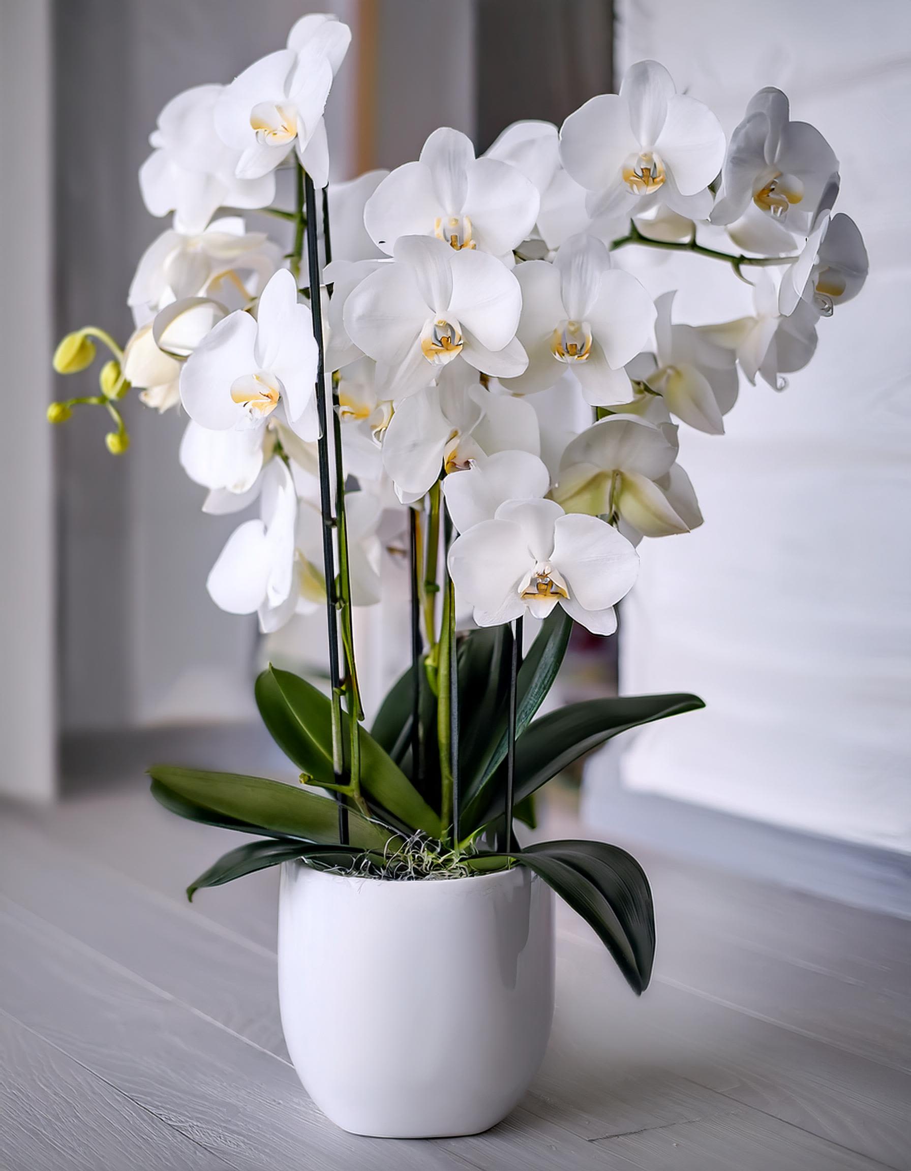 Tender Affection Tender Affection - This elegant orchid arrangement showcases a cluster of pristine 4 white phalaenopsis orchids, symbolizing purity and innocence. Nestled in a chic vase, this arrangement is a perfect gift for a friend, colleague, or a charming addition to your own space.