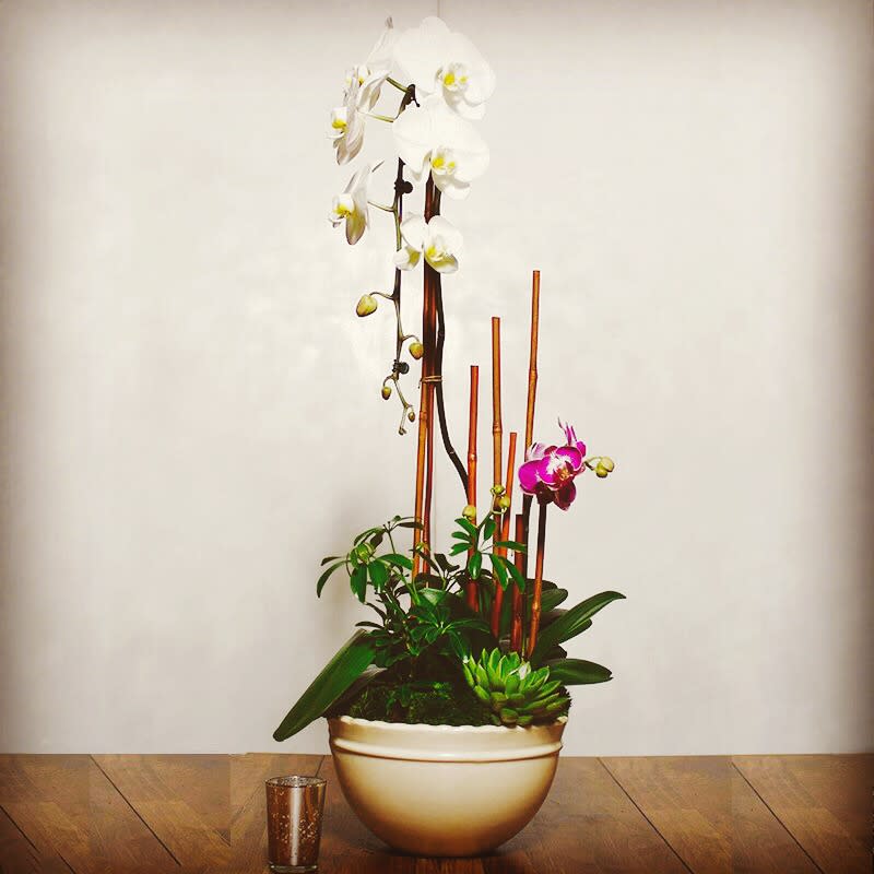 1-Orchid Plant - This is our 1-orchid plant. Any of the orchid plants are good options if you are looking for something longer-lasting than the standard floral arrangement. These are perfect for many occasions, while also appropriate in an office or home.