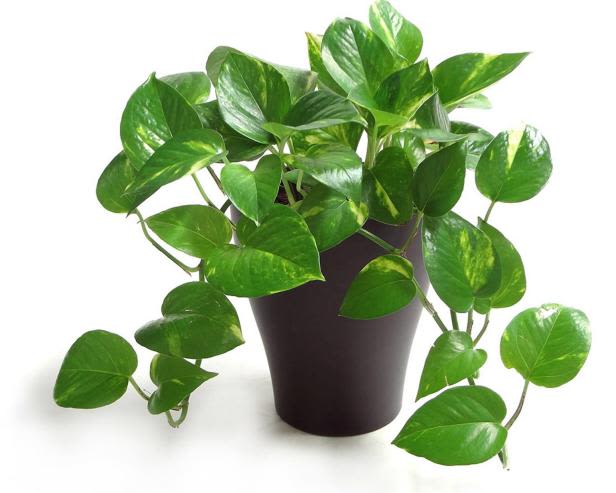 Pothos Plant  - A Pothos Plant that updates any living space. Pothos Plant's are known to remove toxins from the air and don't need to be watered frequently. 