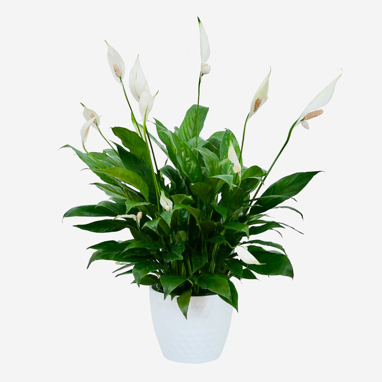 The Comfort Planter The Comfort Planter - Offer unspoken words of comfort, hope and peace. Our creamy white ceramic planter holds an elegant peace lily plant. Planter is enhanced by a simple white ribbon. Green leaves offer a calm background for the white candle-like blooms of this easy to care for plant. Send as a tribute, and a silent expression of your sympathies. Frequently, container substitutions may be made. Colors, style, and value will remain close to the same as the general style, quality, and theme of the original arrangement. For Delivery to the following: Van Hoe Funeral Home, Esterdahl Mortuary & Crematory, Sullivan Ellis Mortuary, Schroder Mortuary, Wheelan Pressly Funeral Home, Rafferty Funeral Home, Trimble Funeral Home, DeRoo Funeral Home, Orr Mortuary, Knox Chapel, Wendt Funeral Home, McGinnis Chambers Funeral Home, Cunnick Collins Funeral Home, Runge Mortuary, Weert Funeral Home. We take pride in delivering beautiful floral arrangements and plants to Davenport, Bettendorf, Rock Island, Moline, East Moline, Silvis, Hampton, Colona, Carbon Cliff, Coal Valley, and Milan. Whether you want to surprise a loved one or brighten someone's day, our efficient delivery service ensures your flowers arrive fresh and vibrant. Experience the joy of gifting flowers with our reliable local delivery service in the Quad Cities area.