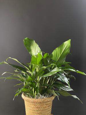 Simply Elegant Spathiphyllum Small 6”, Medium 8”, or Large 10” - Give peace a chance! Also known as the Peace Lily, the spathiphyllum plant enchants everyone with its glossy, graceful leaves and stunning white flowers. This long-lasting gift is a wonderful way to send your sympathy, or to brighten up a lucky man's day. Also makes a great corporate gift! Commonly known as the Spath or Peace Lily, this medium potted plant is delivered in a basket. 