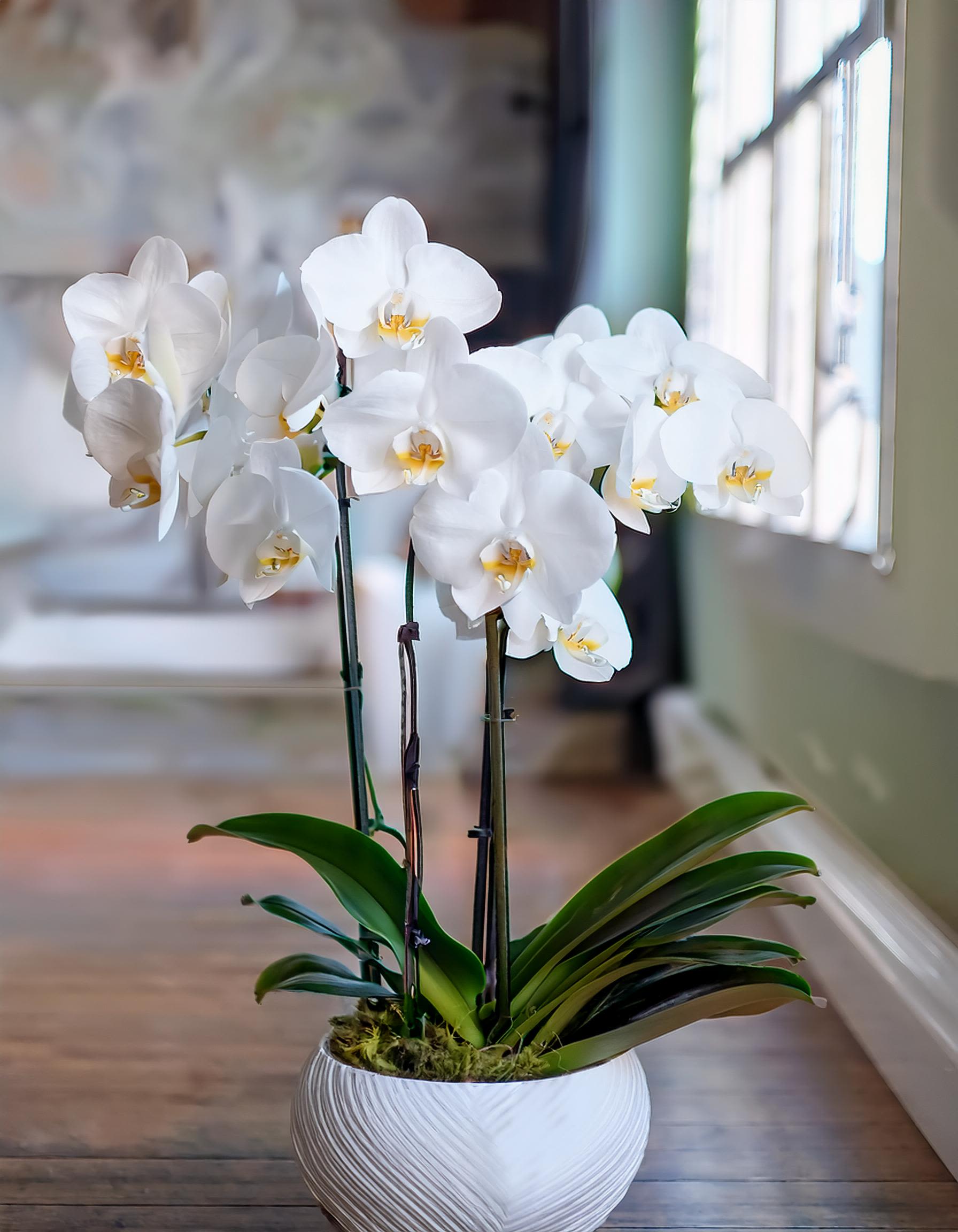Amour in Bloom Amour in Bloom - A beautiful orchid arrangement featuring three stunning Phalaenopsis orchids in a captivating white shade. Presented in a chic ceramic vase, it's perfect as a gift or a lovely addition to your own space.