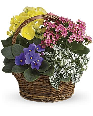 Spring Has Sprung Mixed Basket Spring Has Sprung Mixed Basket - Spring puts on a show! Surprise someone with a bountiful basket of mixed potted plants. The colorful composition of spring plants features purple African violets, yellow begonias, hot pink kalanchoe and a charming little polka dot plant. It's a living gift that keeps on giving!