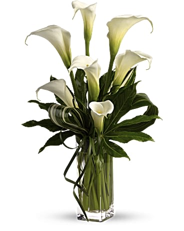 My Fair Lady by Teleflora My Fair Lady by Teleflora - Who's the fairest of them all? Elegant callas, without a doubt. The graceful white flowers are accented with Zen greenery in a tall glass vase for a modern, romantic arrangement. Seven large white calla lilies are mixed with small aralia leaves, variegated aspidistra leaves and delicate lily grass in a clear glass vase. Orientation: All-Around