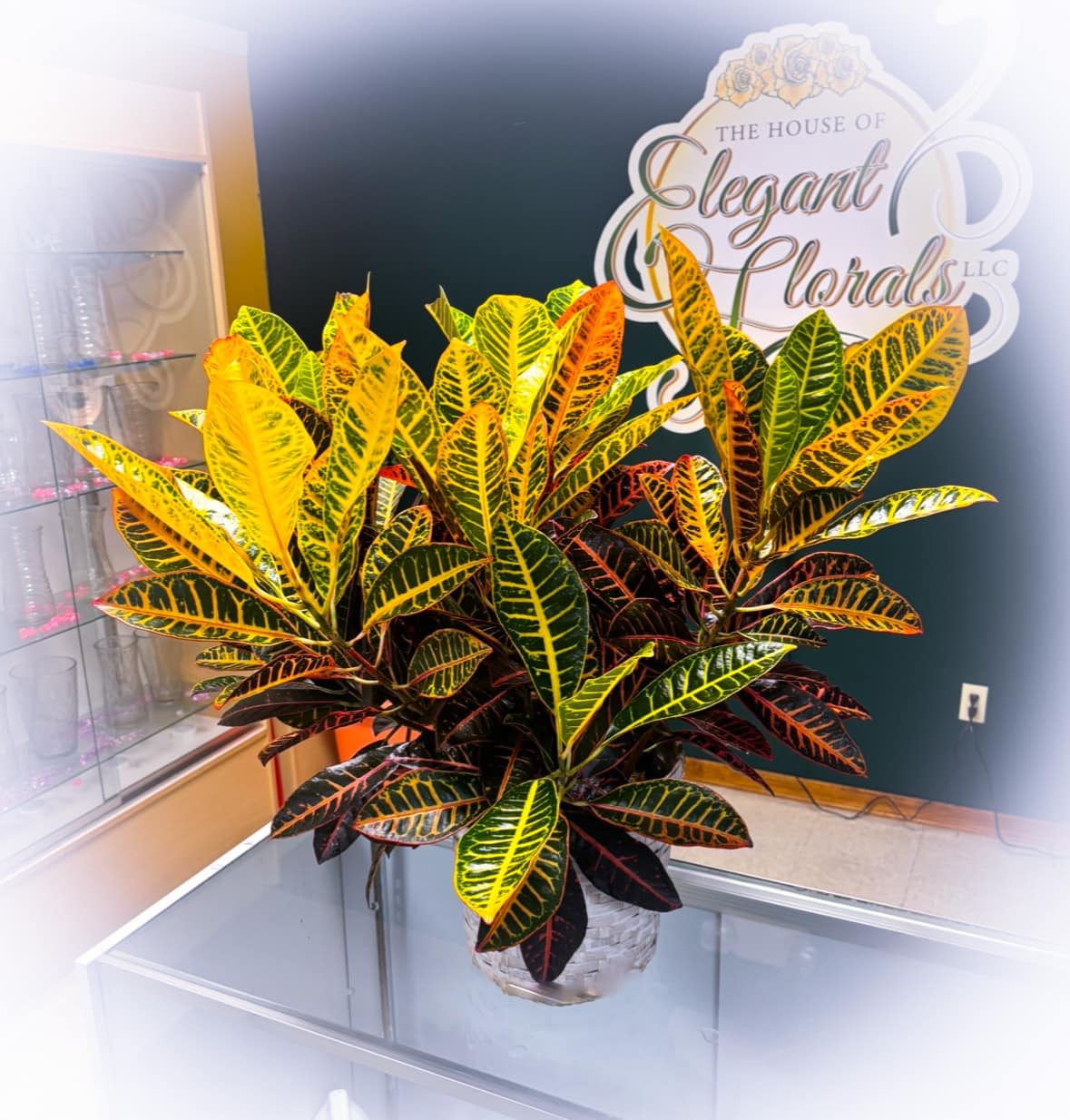 Croton House Plants - Croton, is a foliage plant celebrated for its vibrant, variegated leaves that come in a kaleidoscope of colors, including yellow, red, orange, and deep green, often on the same leaf. Native: Native to the tropical forests of Southeast Asia and the Pacific Islands, Croton thrives in warm, humid environments.  