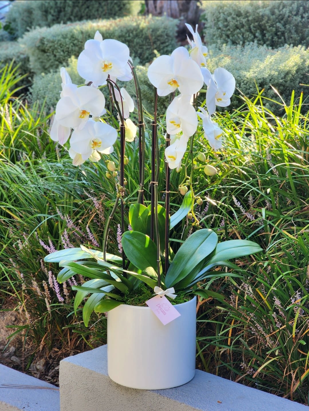 Orchid Waterfall - This elegant orchid arrangement showcases a cluster of pristine 4 white phalaenopsis orchids, symbolizing purity and innocence. Nestled in a chic vase, this arrangement is a perfect gift for a friend, colleague, or a charming addition to your own space. 