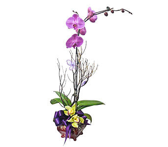 Purple Phaleanosis Orchid Purple Phaleanosis Orchid - What a beautiful color to brighten up a day with this long lasting purple orchids plant nicely dressed in a ceramic container with butterflies ⦠As Shown : NF165