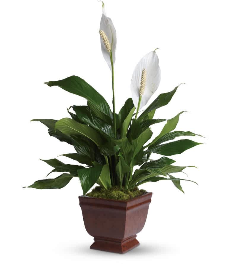 Lovely One Spathiphyllum Plant - The graceful spathiphyllum plant with its snowy white flowers is a familiar and reassuring sight in any setting. A gift of beauty that lasts. The beautiful spathiphyllum plant will be delivered in a classic noble heritage urn. Approximately 23&quot; W x 32&quot; H