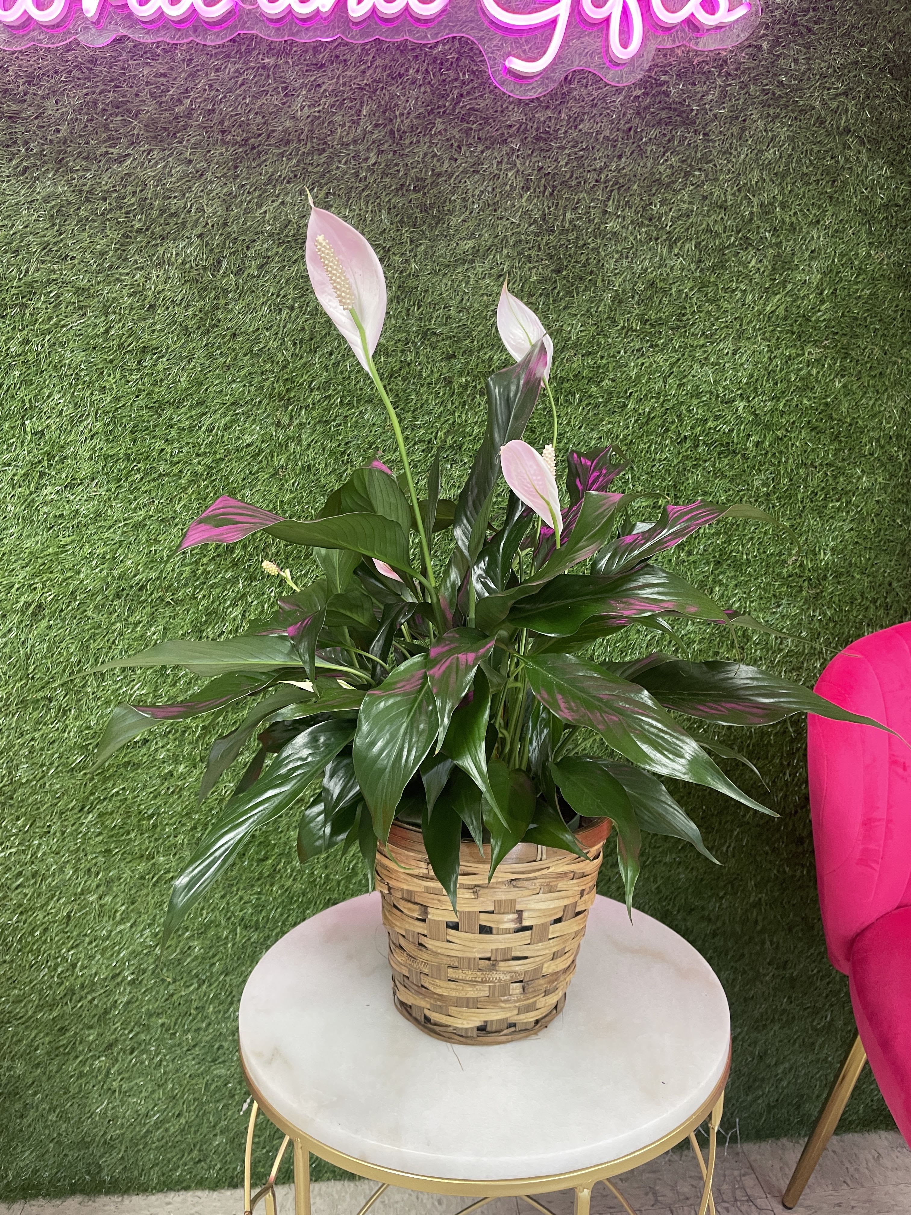 Spathiphyllum Plant -  Send your condolences with this Spathiphyllum plant.  Different sizes vary in price.