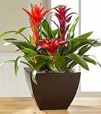 Bromeliad Paradise combo Bromeliad Paradise combo - Bromeliad Paradise combo