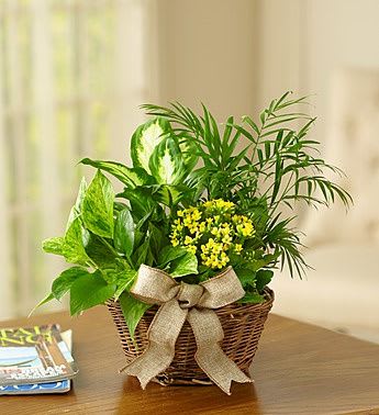 European Dish Garden - European Dish Garden