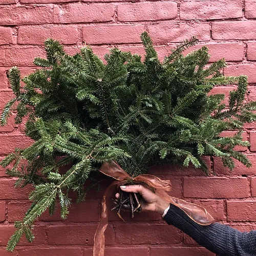 Fraser Fir Bunch Fraser Fir Bunch - Don't forget to consider one of our Artisan Cards to add to your order. Each card is designed by a local artist and is available in these varieties. Store Cards are also available. All orders are automatically scheduled for next day delivery to arrive between 1:00- 5:30 unless you request otherwise in your notes. We will always do our best to accommodate special requests, but it is best to call and follow up, particularly for last-minute orders. Delivery fees are calculated based on postal code. For more details on rates please view our Shipping page. Happy Hour delivery applies to our Instagram Special only. All rules around those deliveries are outlined in each HAPPY HOUR post. If a recipient is not home to receive their delivery, and we are unable to contact you, they will be returned for an additional fee. They must then be picked up by the recipient or sent out with our regular next-day delivery for an additional fee. Happy Hour deliveries are free within Cabbagetown within 1/km walking distance. All other Happy Hour orders are $1/km by increments of $5 per km.