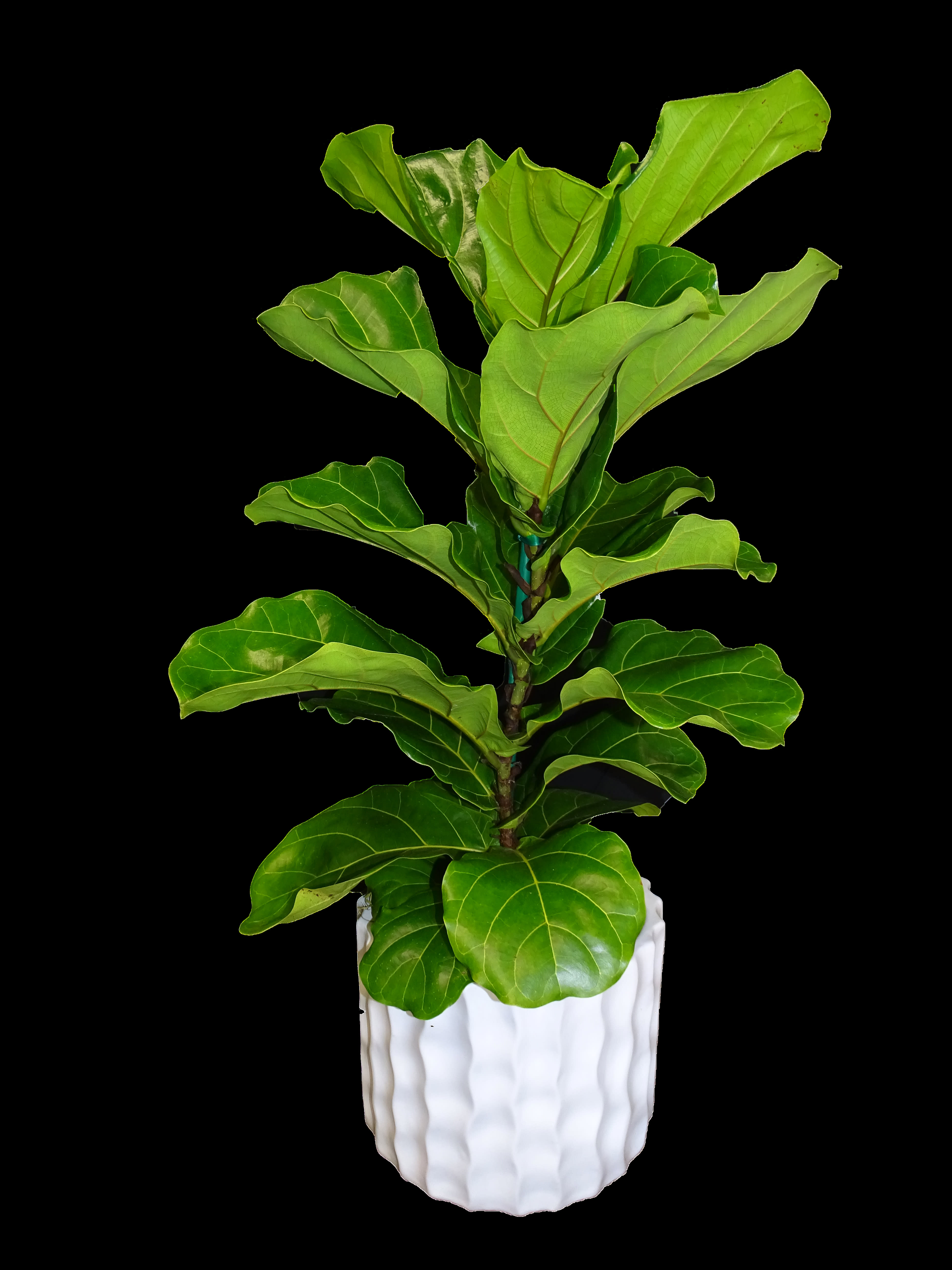 FIDDLE LEAF FIG FIDDLE LEAF FIG - Tall, columnar, beautiful and graceful, The large violin shaped leaves lend to the dramatic structure. A perfect plant for home or office. H 30 in x W 22 in