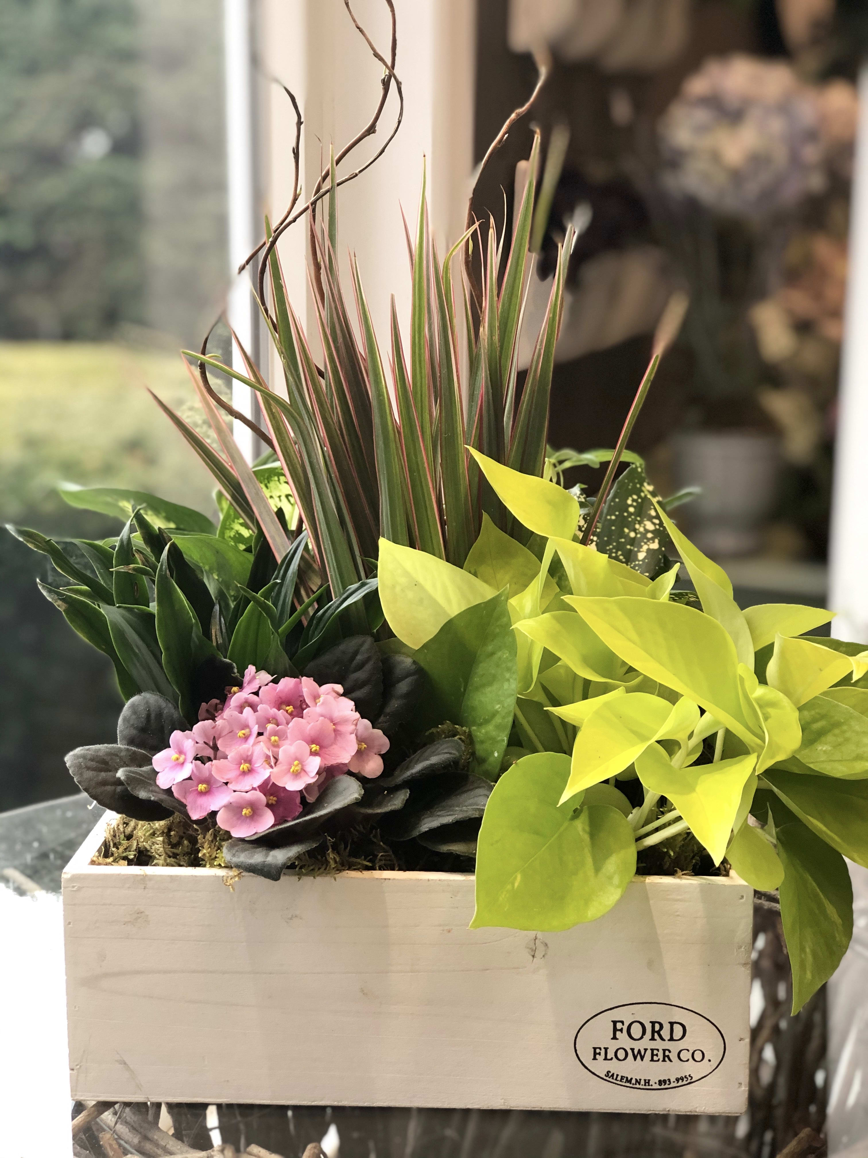 Ford Flower Planter - A variety of blooming and green house plants designed in a Ford Flower white washed wooden box. Plants may vary. LOCAL DELIVERY ONLY PLEASE!!!