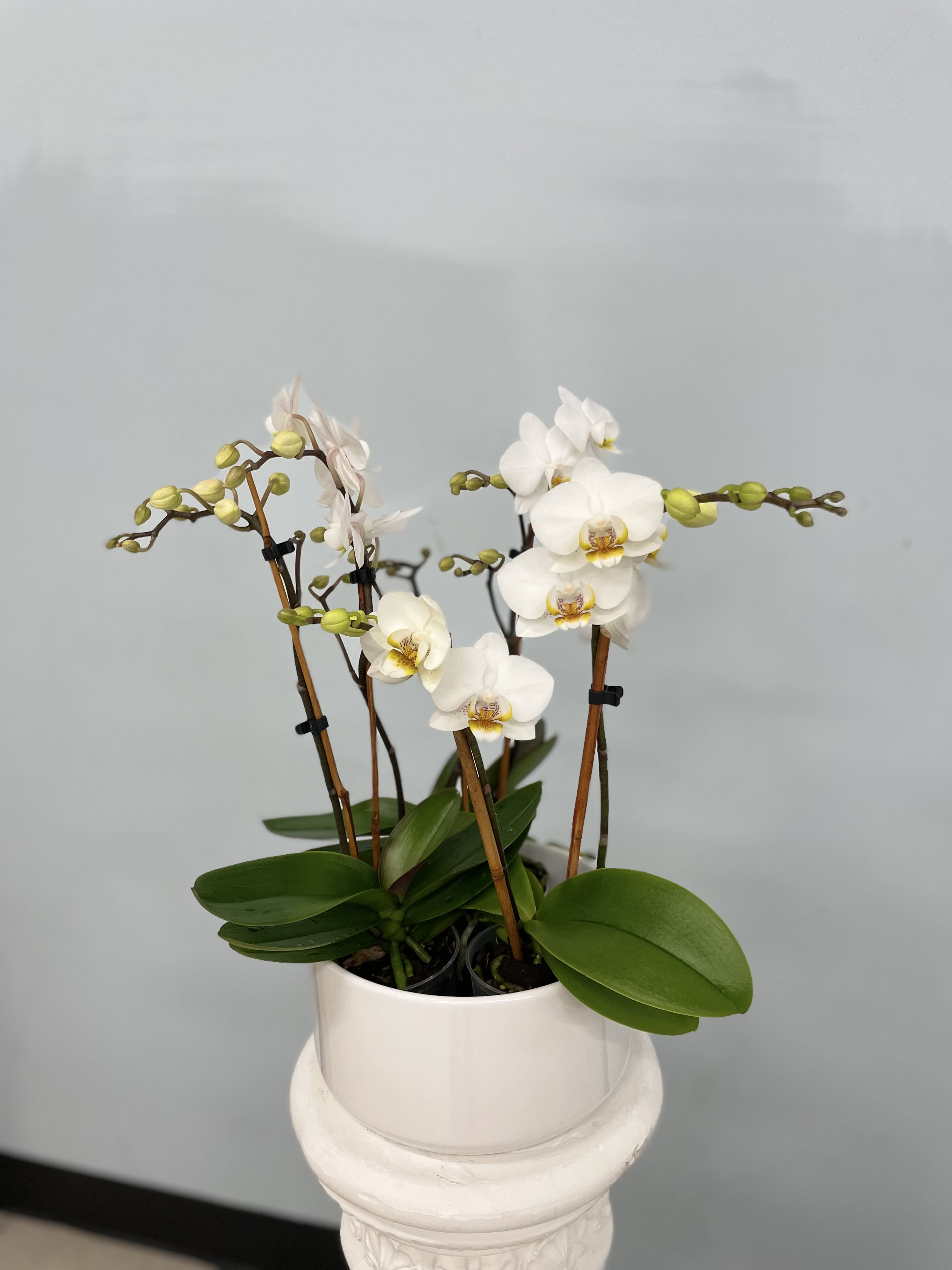 Mystic Orchid - A small white orchid plant that is gorgeous and will be admired by everyone. 