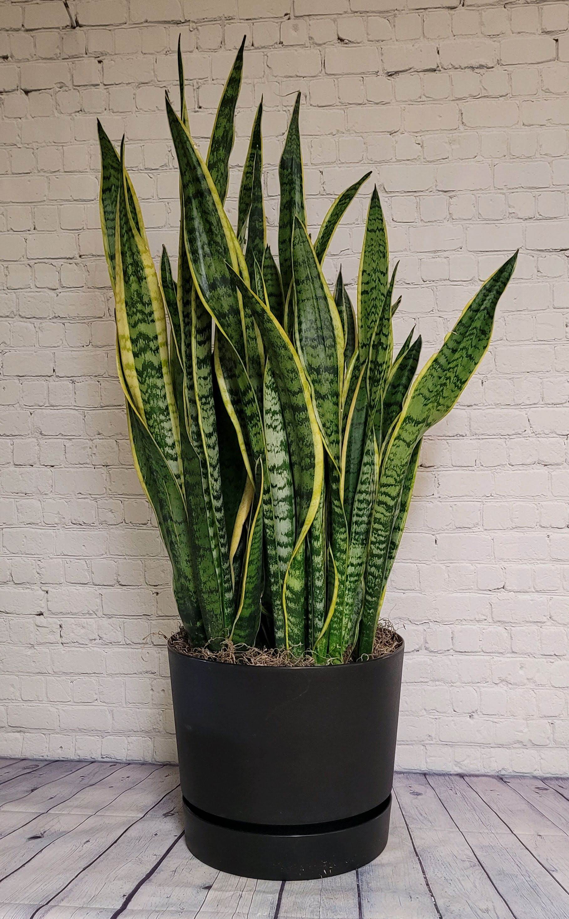Potted Sansevieria - Sansevieria are easy to care for, requiring very little water, light, and attention. These plants are also known for their air purifying qualities. This plant will be potted into a cameo container, which has a drip tray built in for easy watering. These containers are made locally in Applecreek, Ohio.   