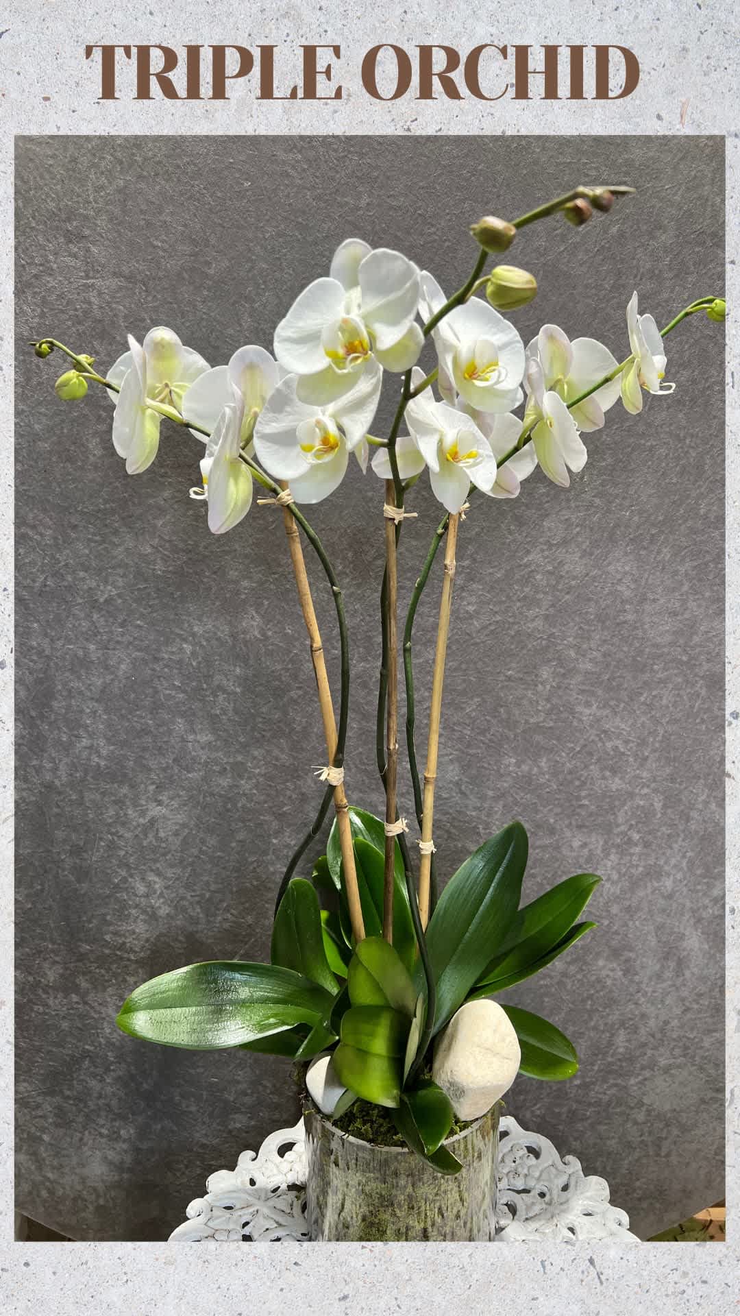 TRIPLE STEM WHITE ORCHID PLANT IN GASS - Triple stem white orchid plant in glass cylinder. he Phalaenopsis Orchid is like a butterfly in flight. They represent feminine energy in its maximum equilibrium. They remind us to honor our first mother, mother earth. This triple orchid arrangement is designed for a round surface such as a breakfast table, side table or coffee table. The three stems will provide beauty of orchid blooms from all 360 degrees
