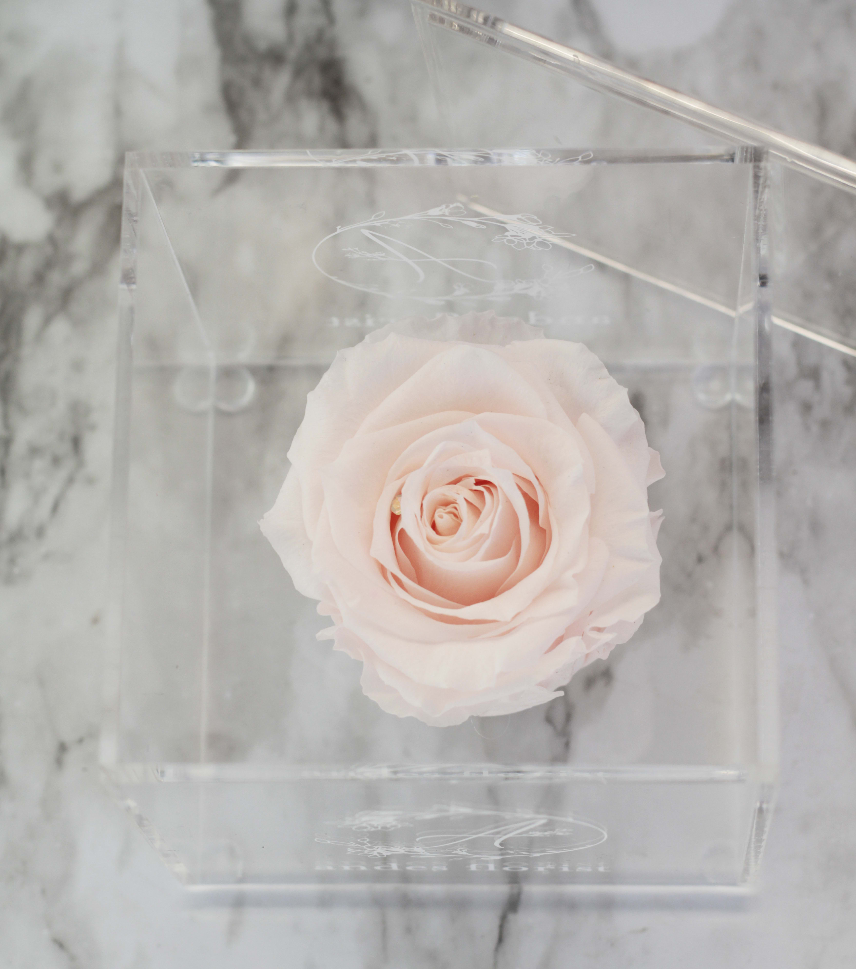 Single One Year Rose In Acrylic Case - Nude - This is a rose that can last for up to a year, or longer! Placed beautifully in an acrylic case  About: Our Everlasting Roses are imported directly from Ecuador where they are treated with a proprietary solution and color pigmentation process that transforms them into long-lasting roses that maintain their freshness and biological structure. The roses are treated using a non-toxic and non-allergenic wax formula that is similar to silica. The outcome is that our roses continue to look and feel like real roses - because they are real - with the difference being that they will maintain their integrity and color for up to a year.  Maintenance: The only maintenance they require is a light dusting from time to time. Do NOT water the roses. Do NOT remove the roses from their container. Do NOT place anything onto the roses as they can crush and damage them. Avoid direct exposure to sunlight. Keep the arrangement in a room temperature environment. 