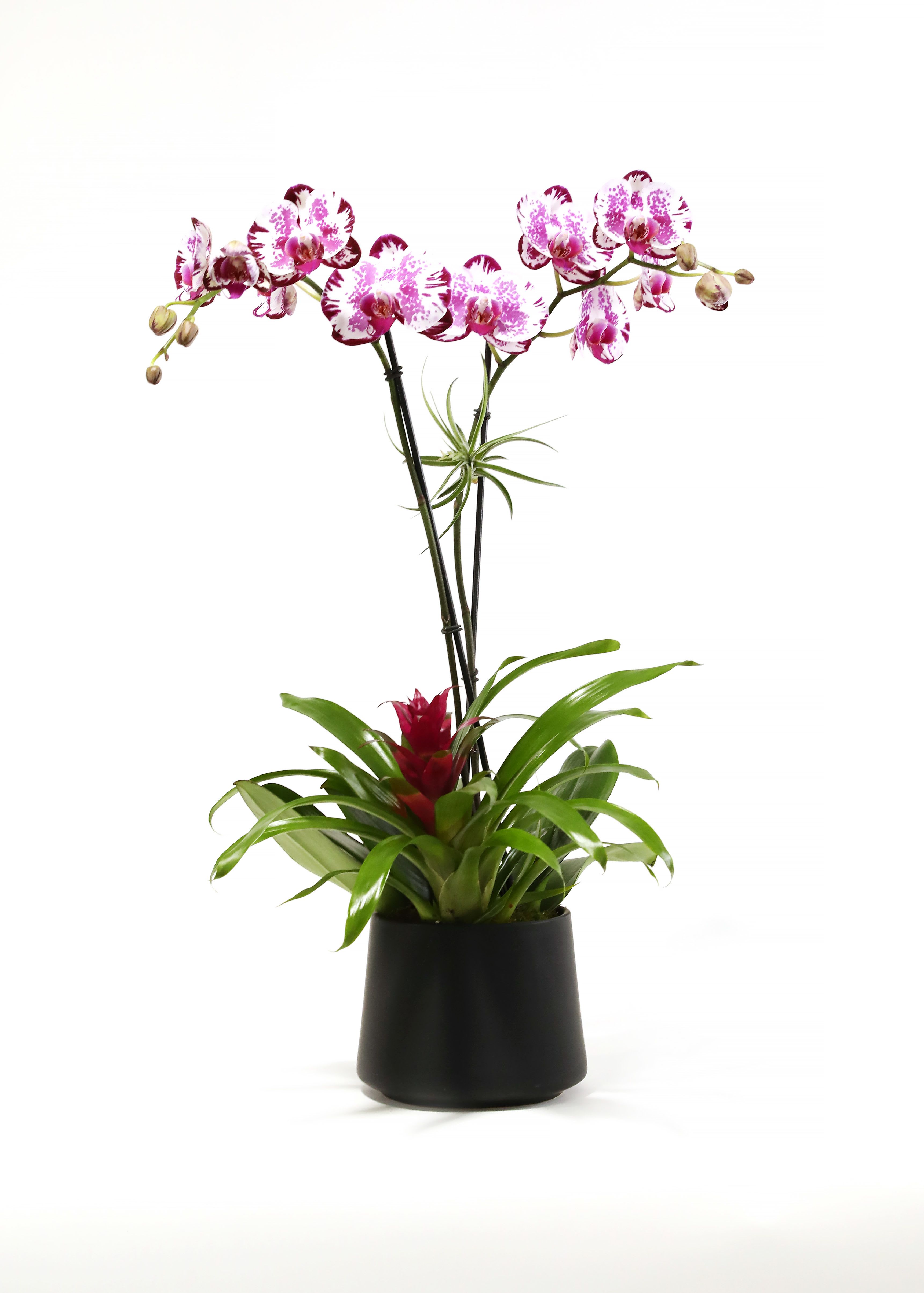 PLUM DOUBLE ORCHID PLUM DOUBLE ORCHID - THIS IS SUCH A BEAUTIFUL PHALAENOPSIS ORCHID PLANTER. IT IS COMPLETED WITH A BROMELIAD AND AN AIR PLANT.